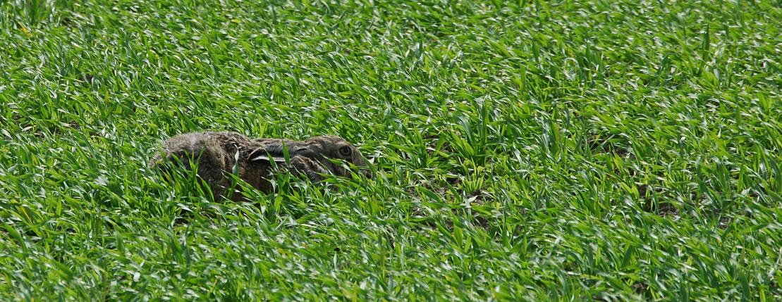 Haas in het veld