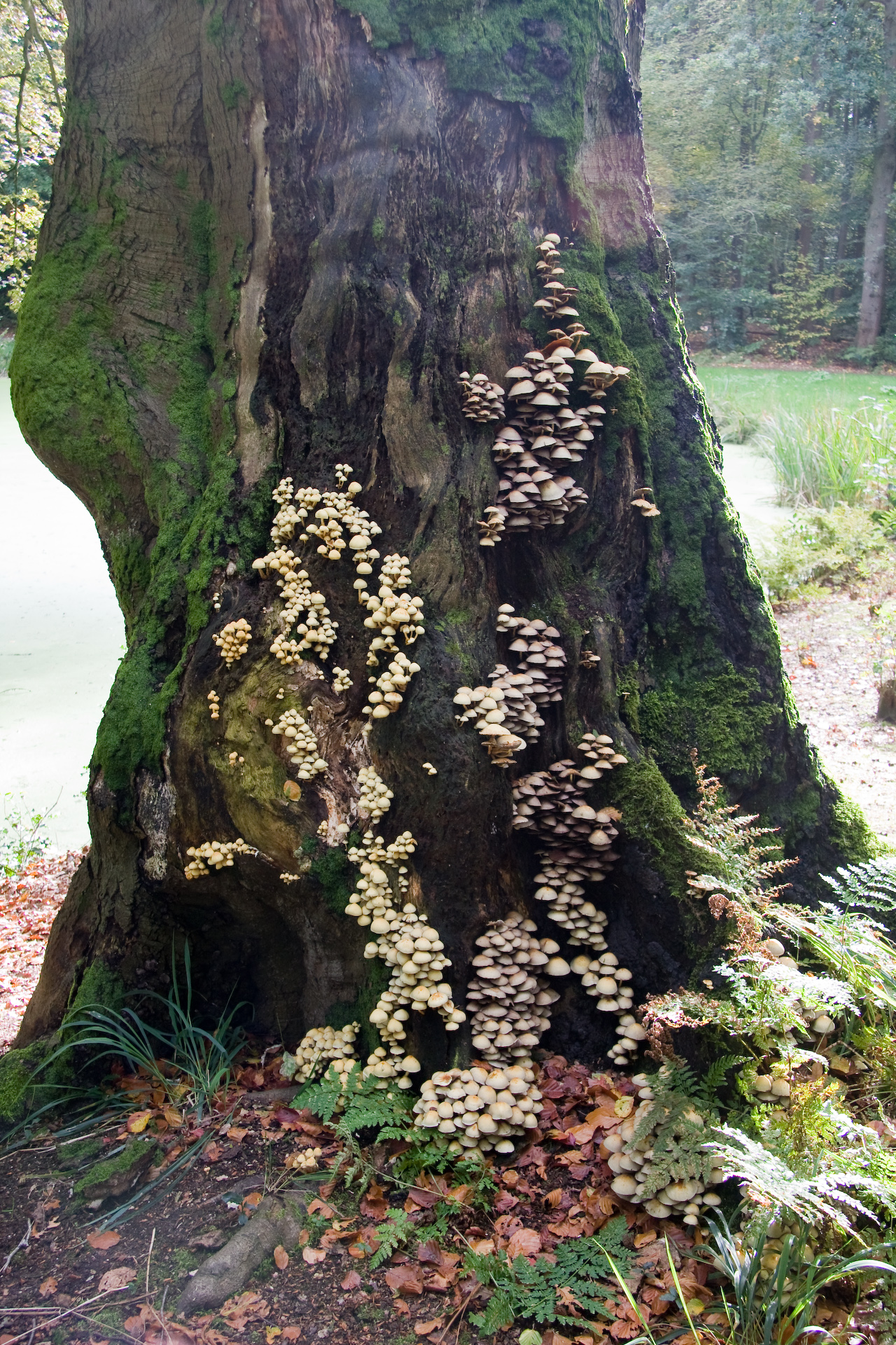 Paddestoelen op De Braak