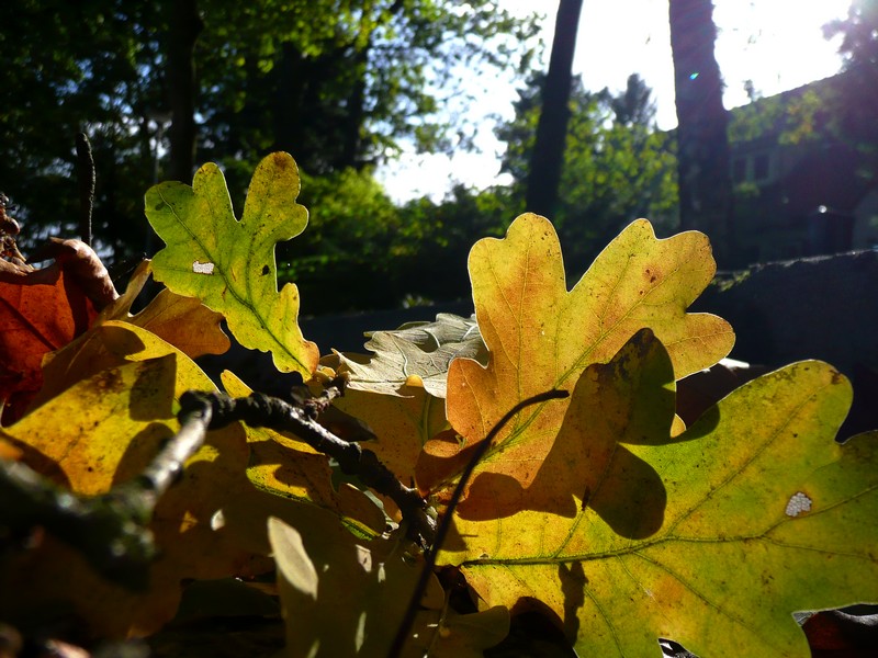 eikenblad in het zonnetje