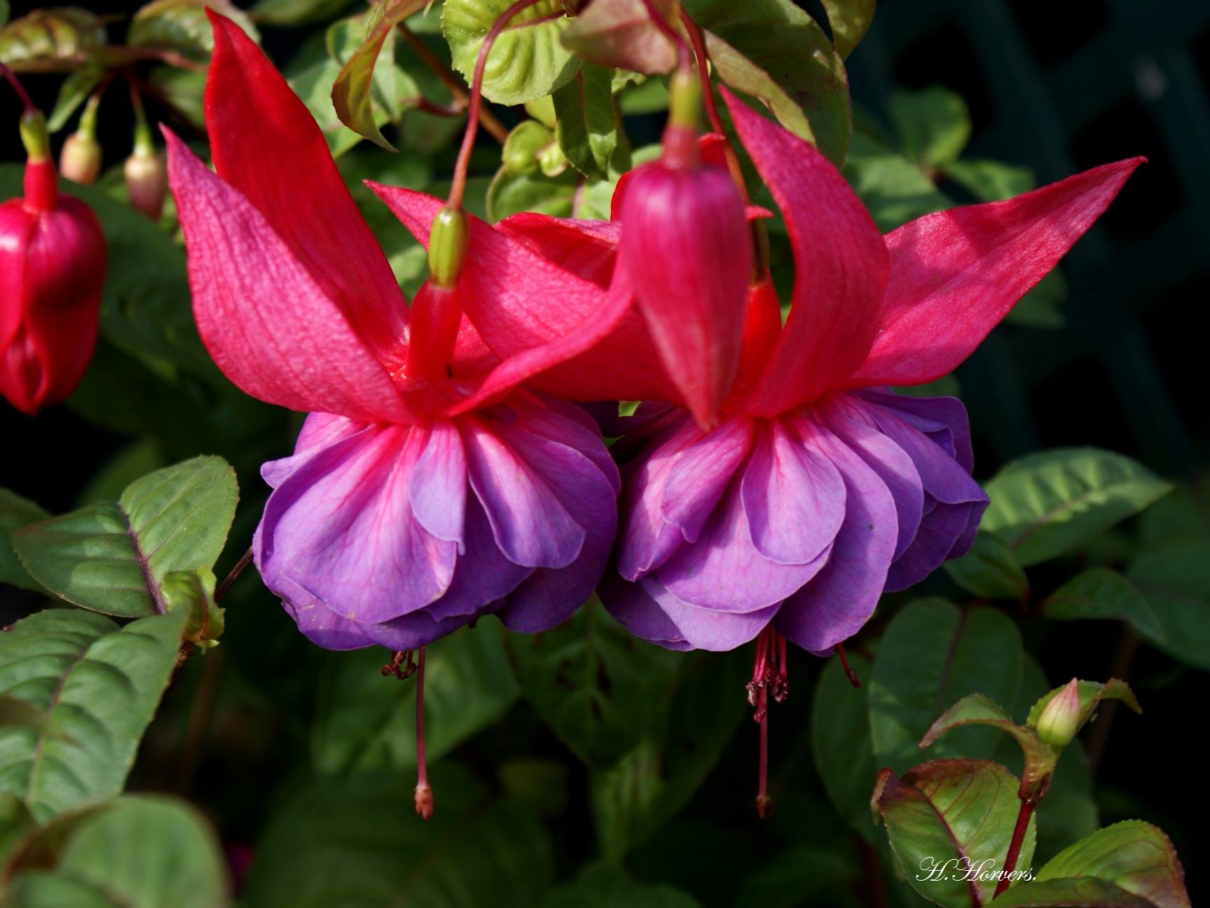 fuchsia