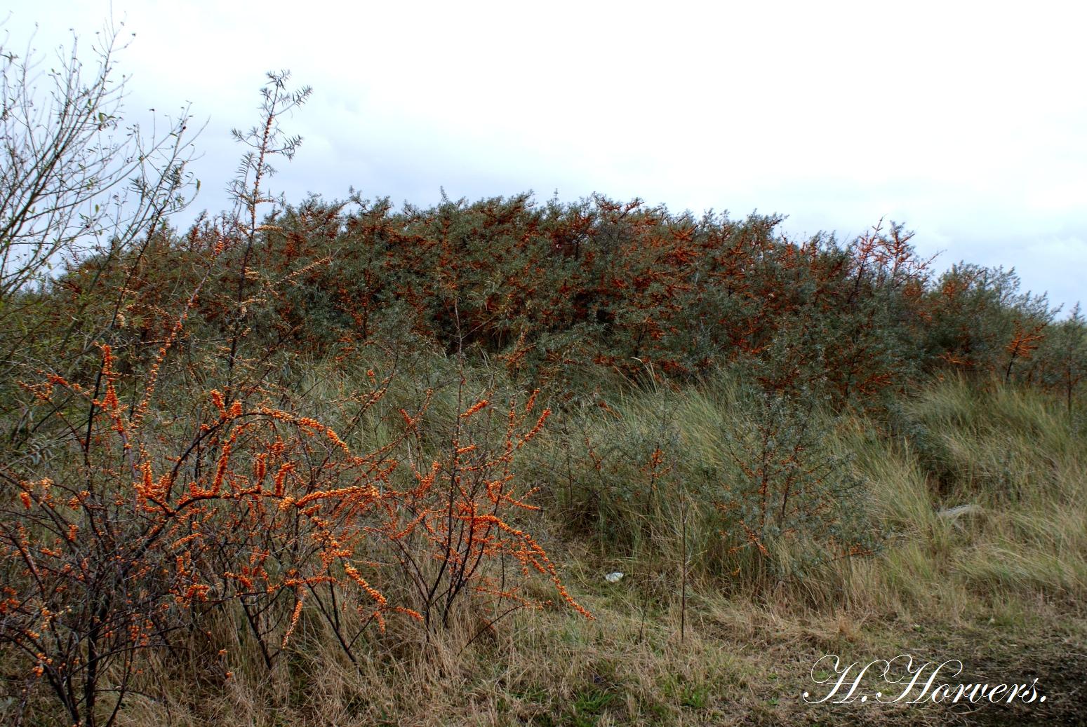 Duinen met duindoorns 2