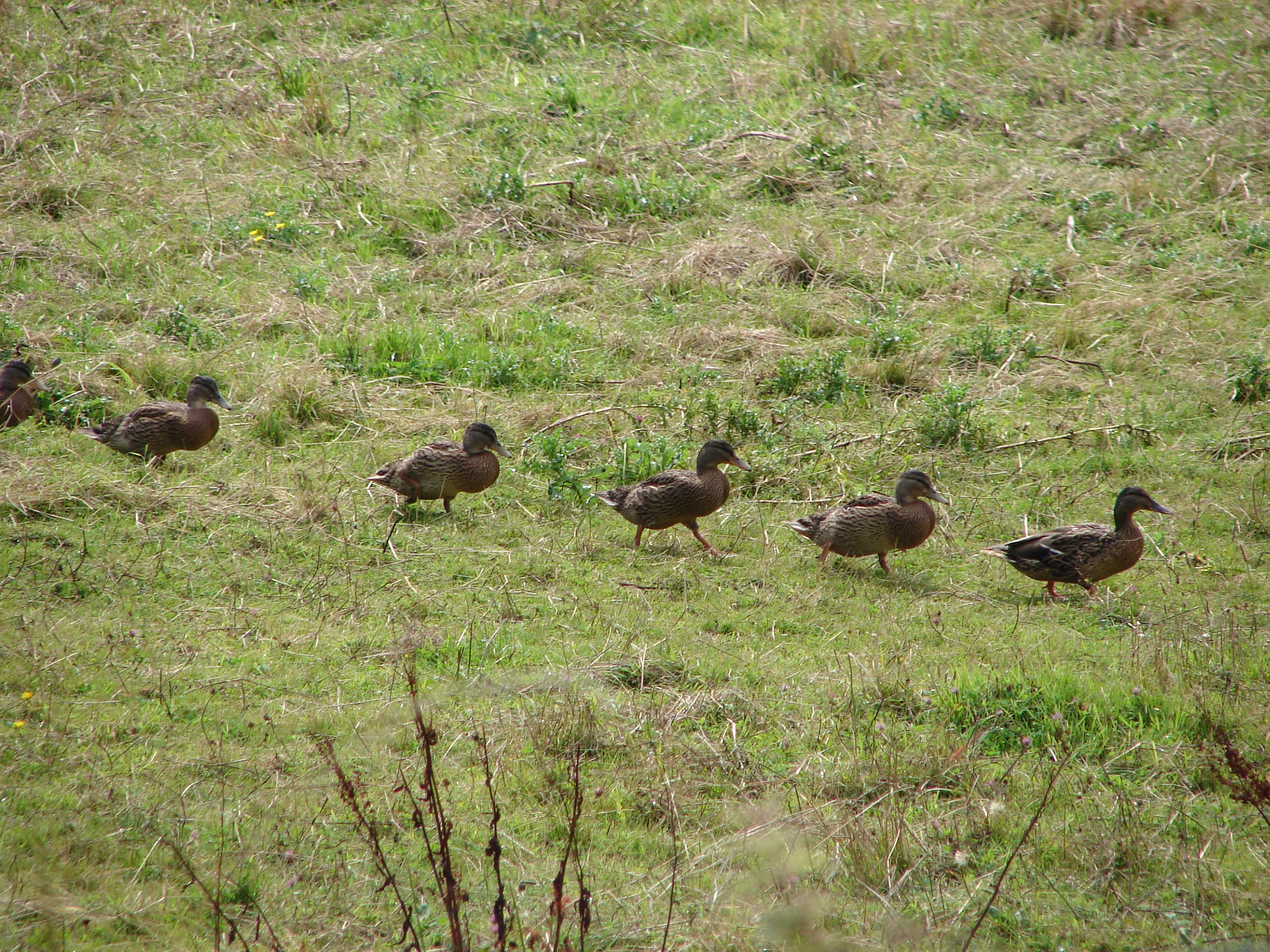 Eenden in ganzenmars