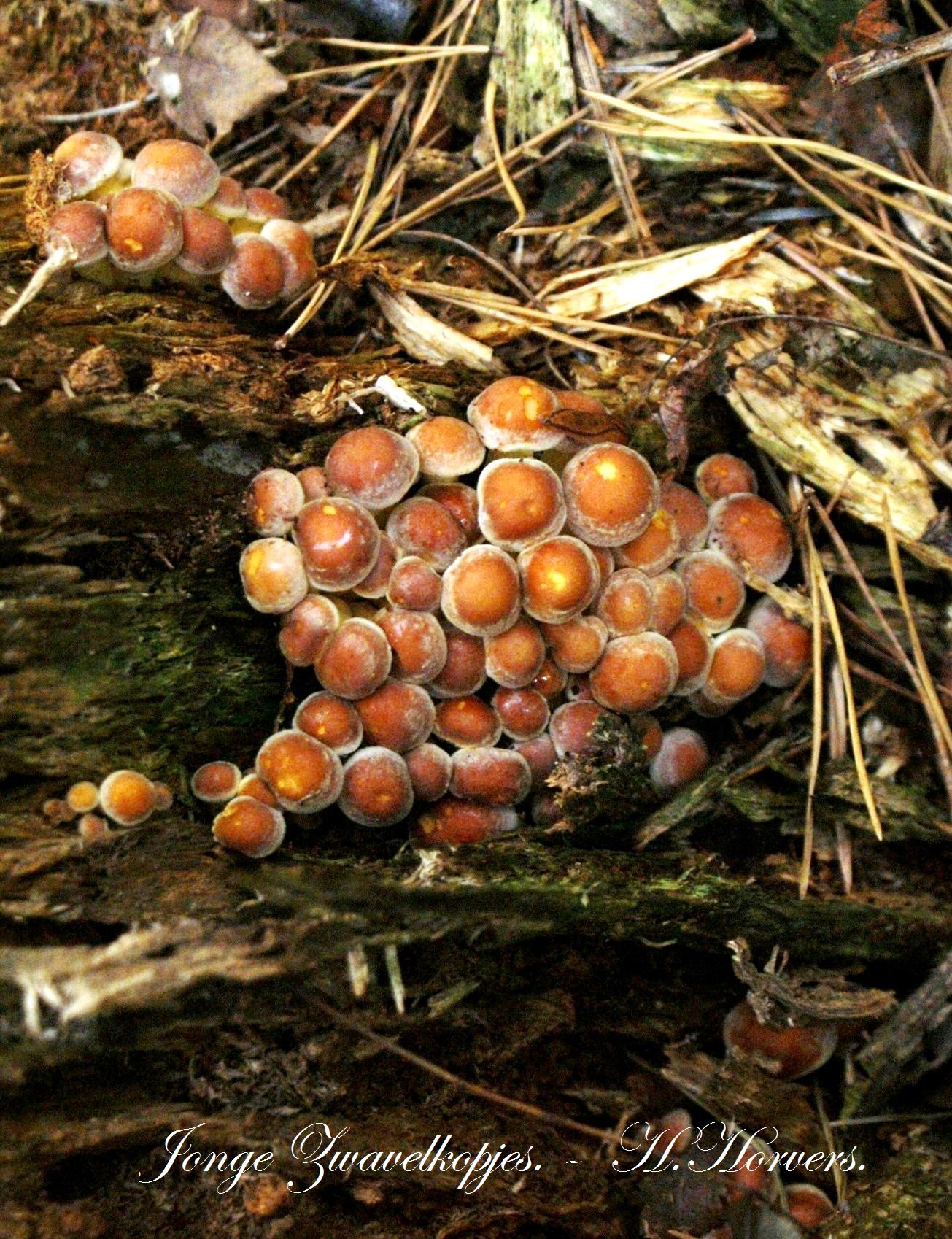 Paddestoelen - Zwammen