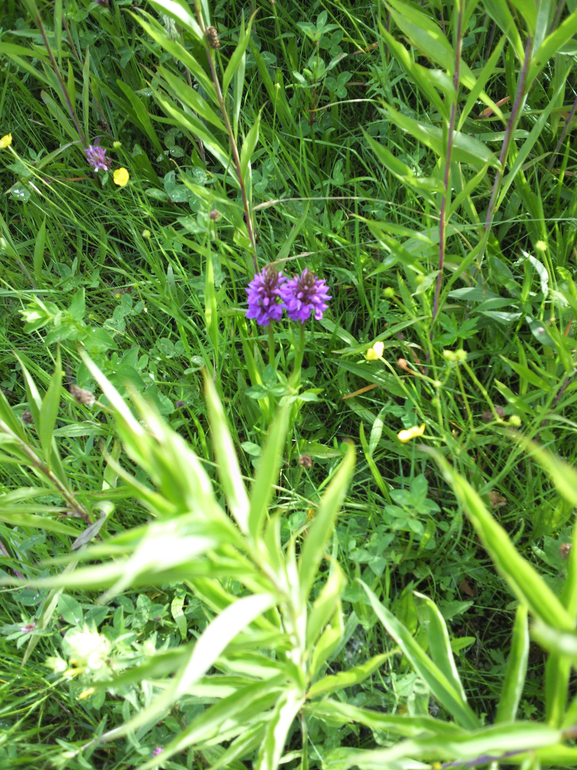 Orchidee