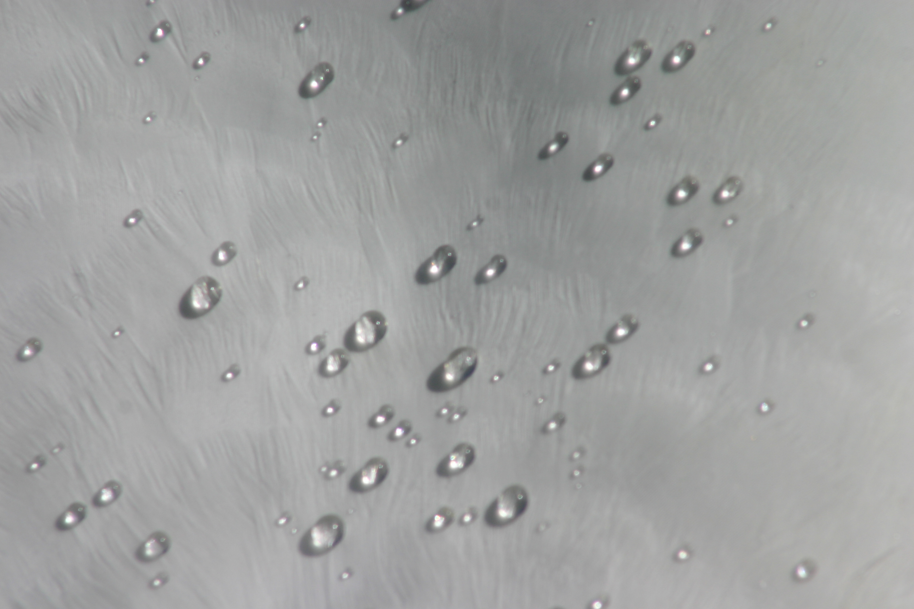 Druppels water op zwanendons