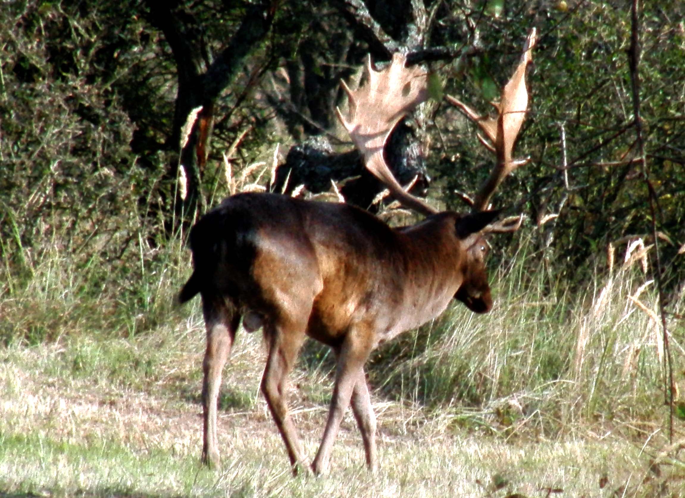 Eland Vogelenzang