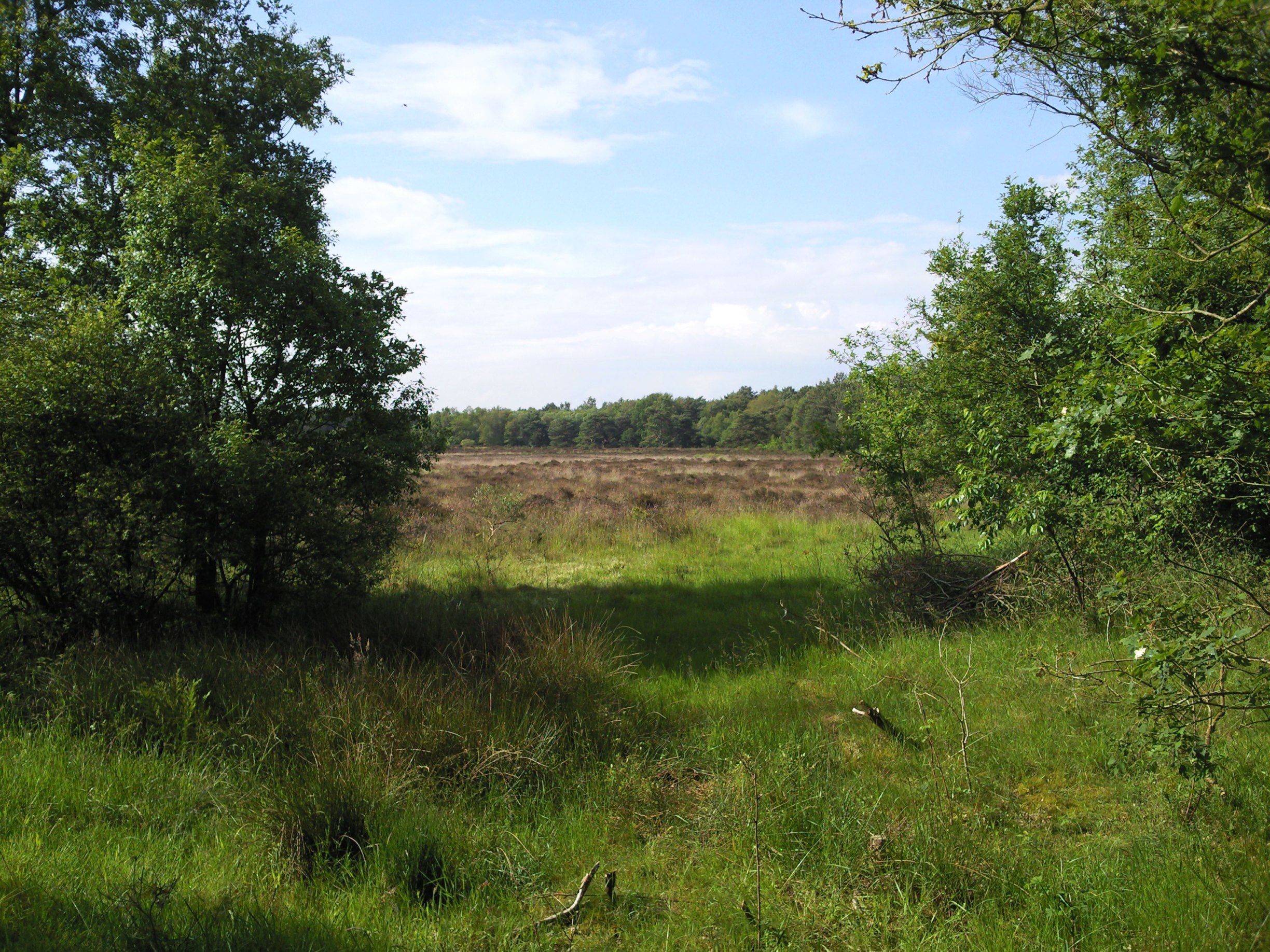 Havelte-Oost / Uffelterzand 004