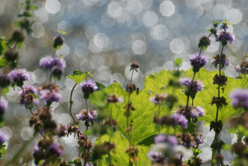 Watermunt en Darmera peltata