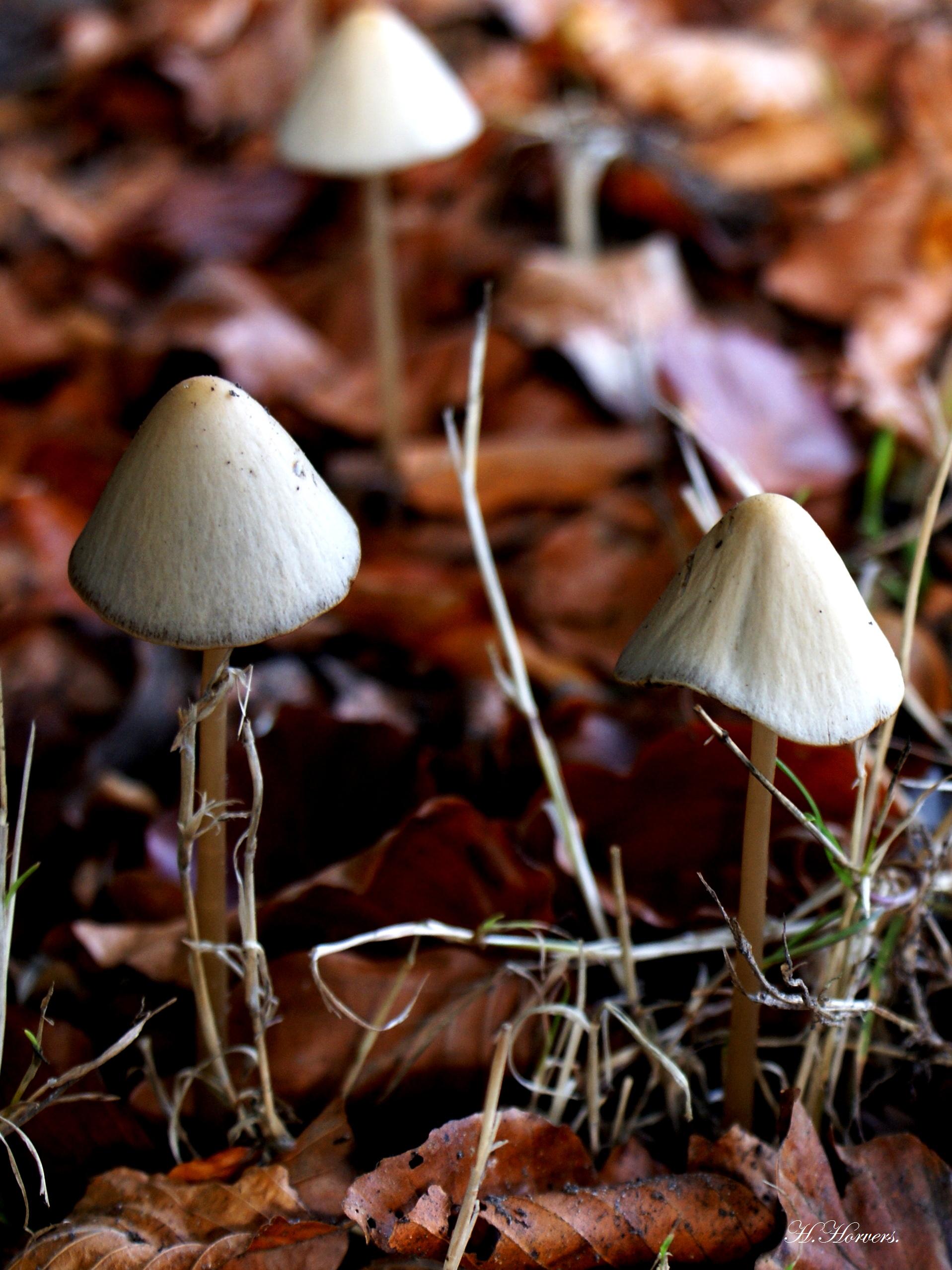 Paddestoelen - Zwammen