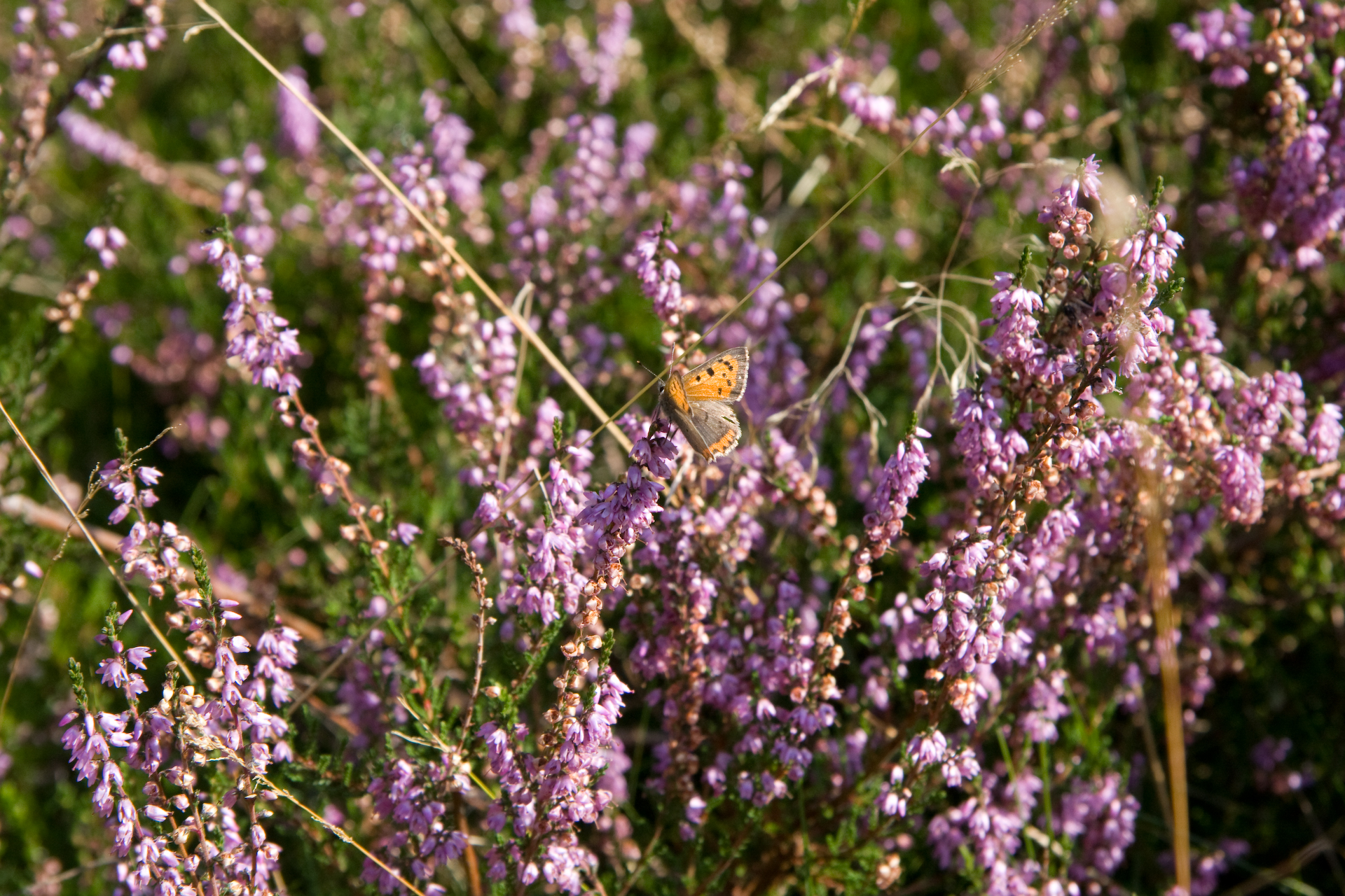 Bewoner van de Heide