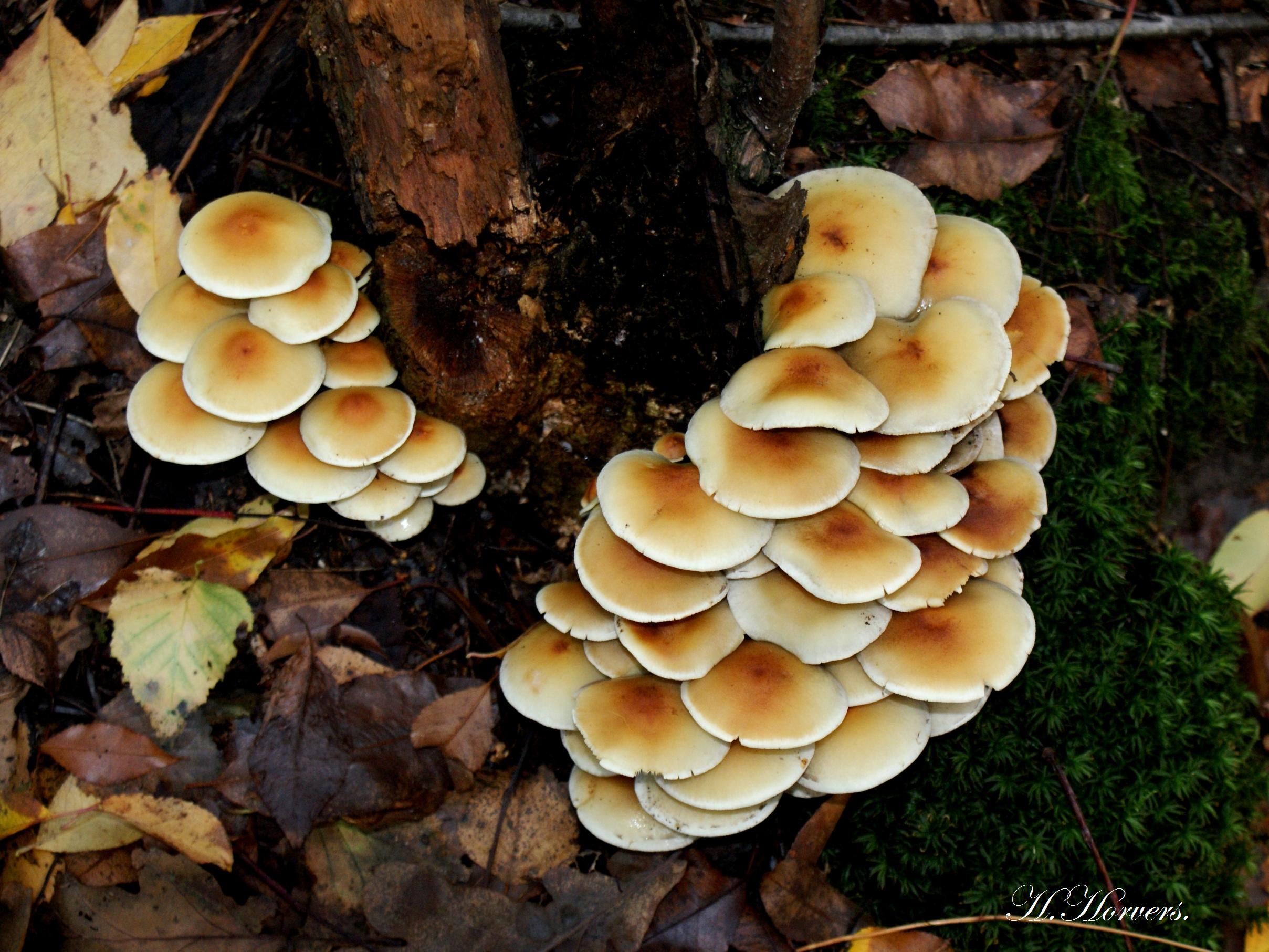 Paddestoelen - Zwammen