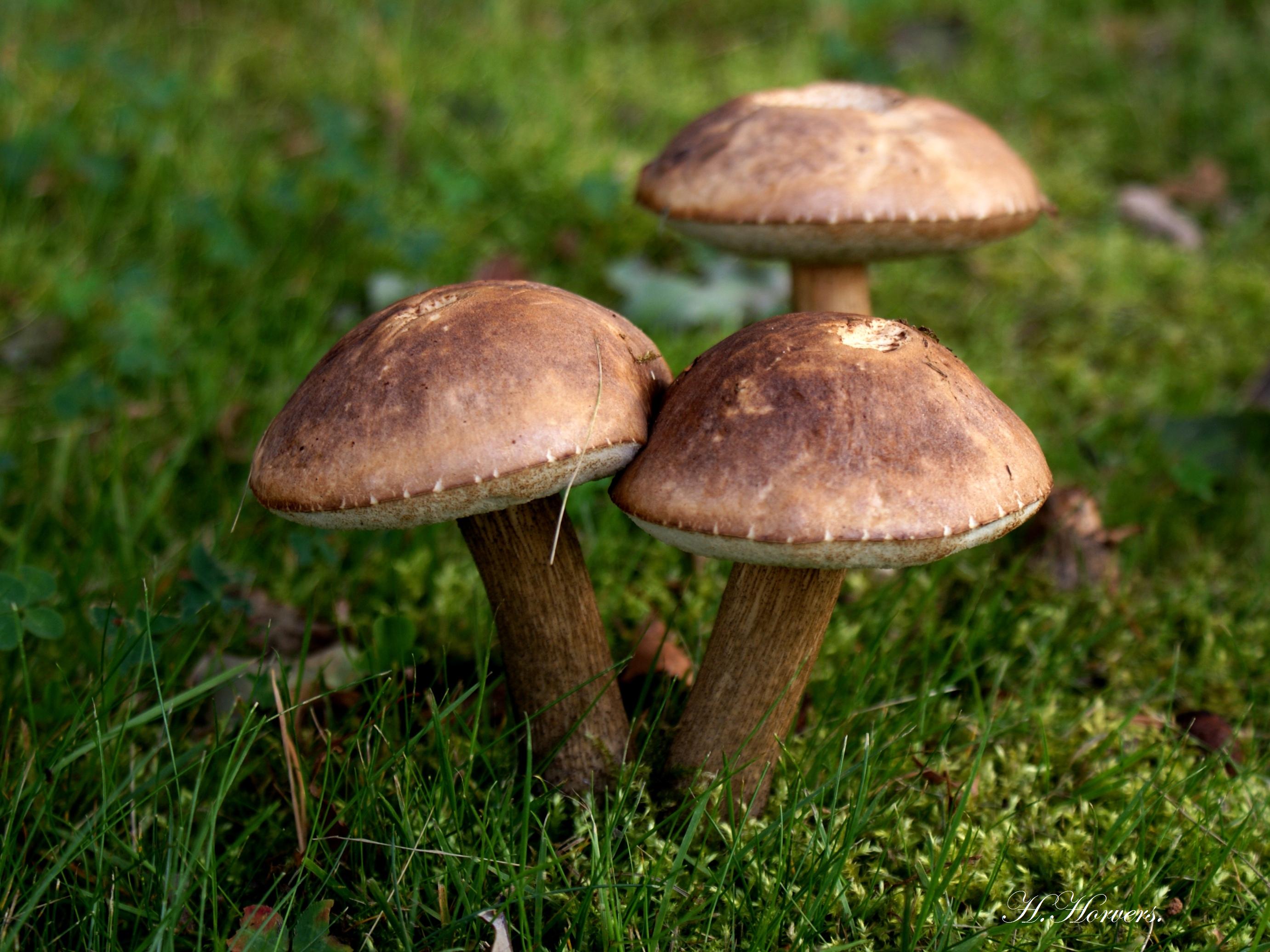 Paddestoelen - Zwammen.