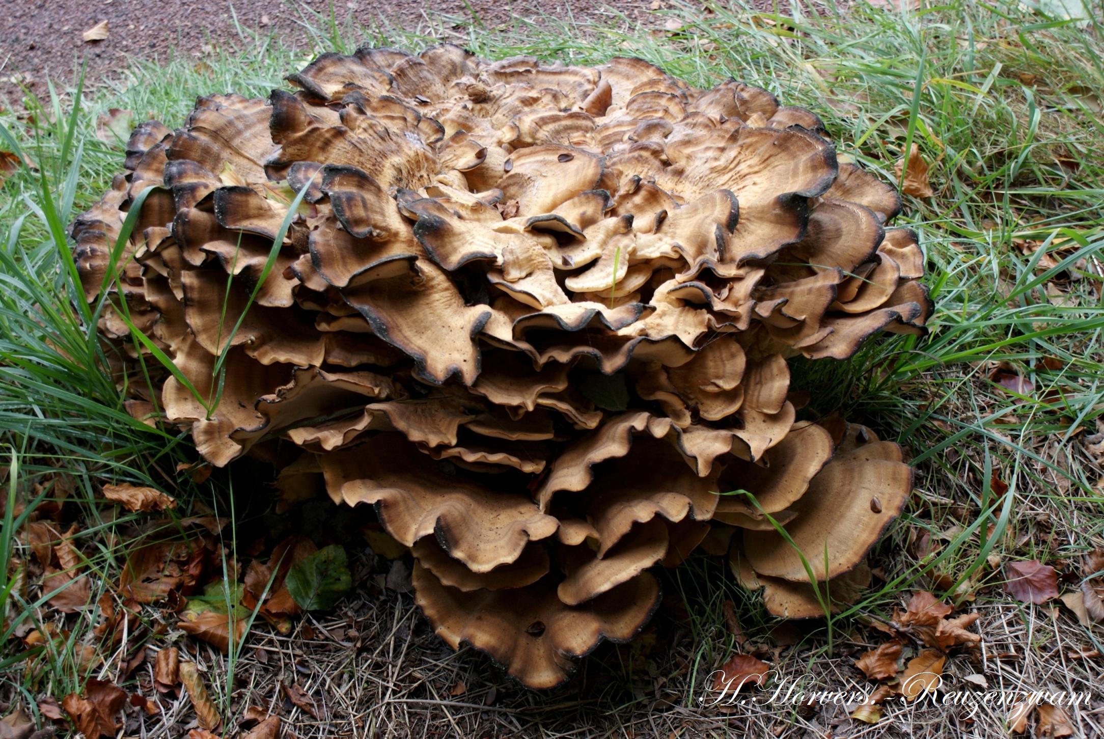 Paddestoelen - Zwammen