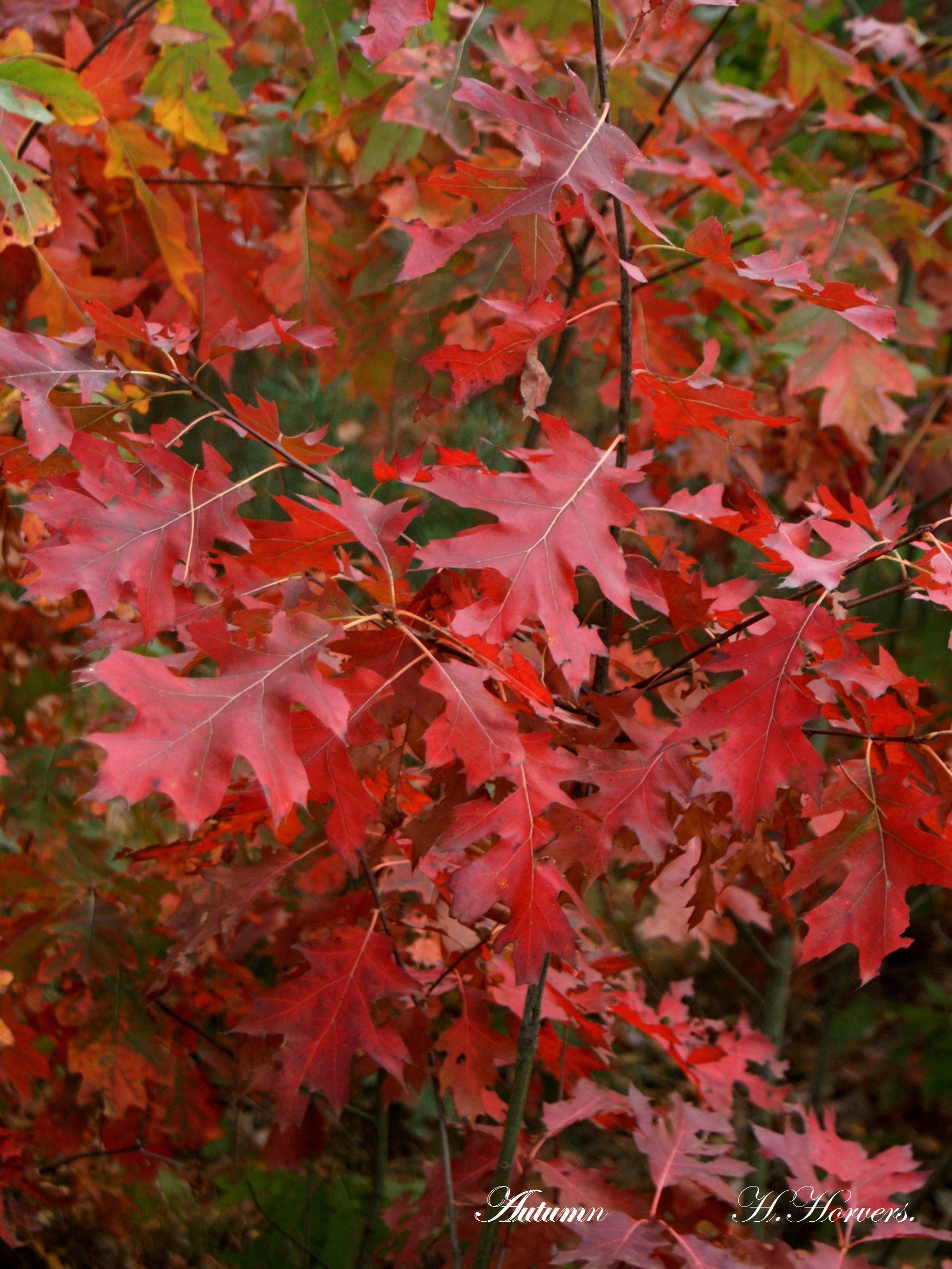 Herfst