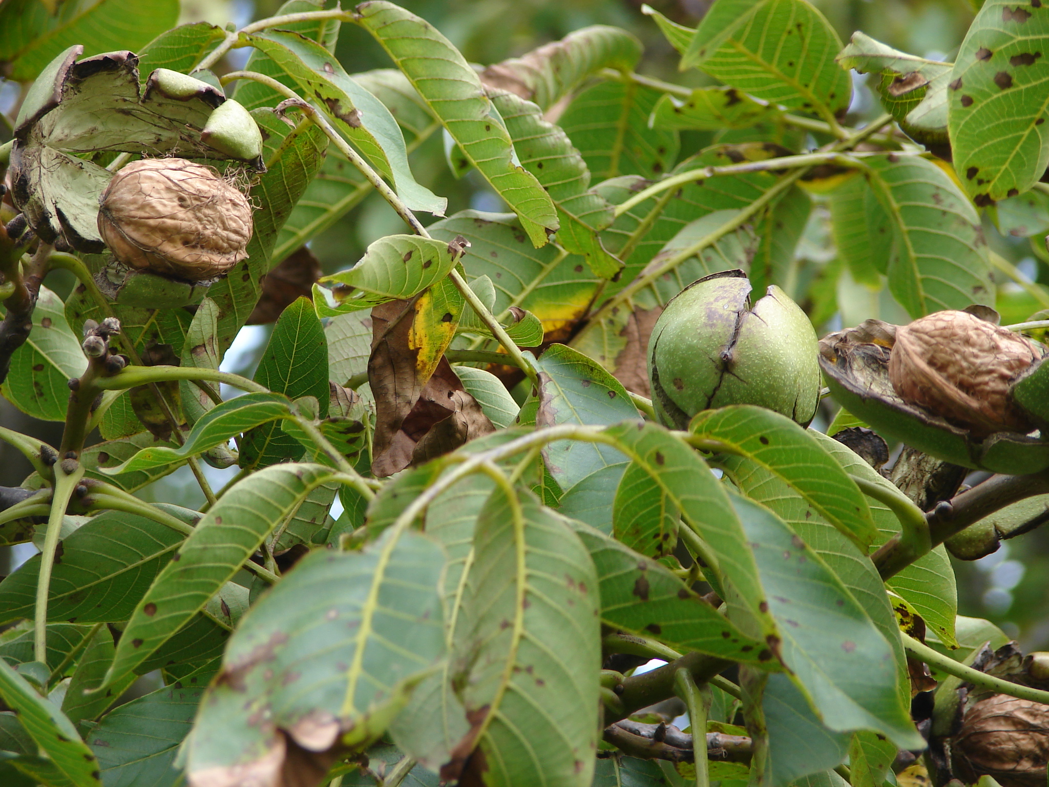 We barsten uit ons vel