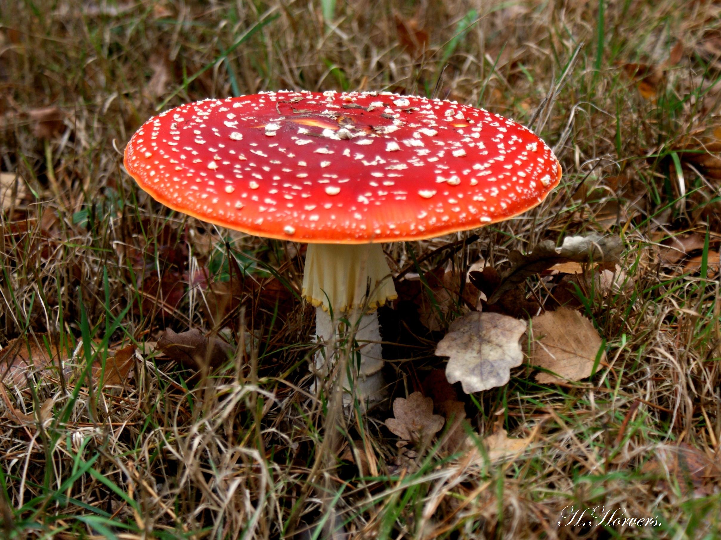 Paddestoelen  -  Zwammen 