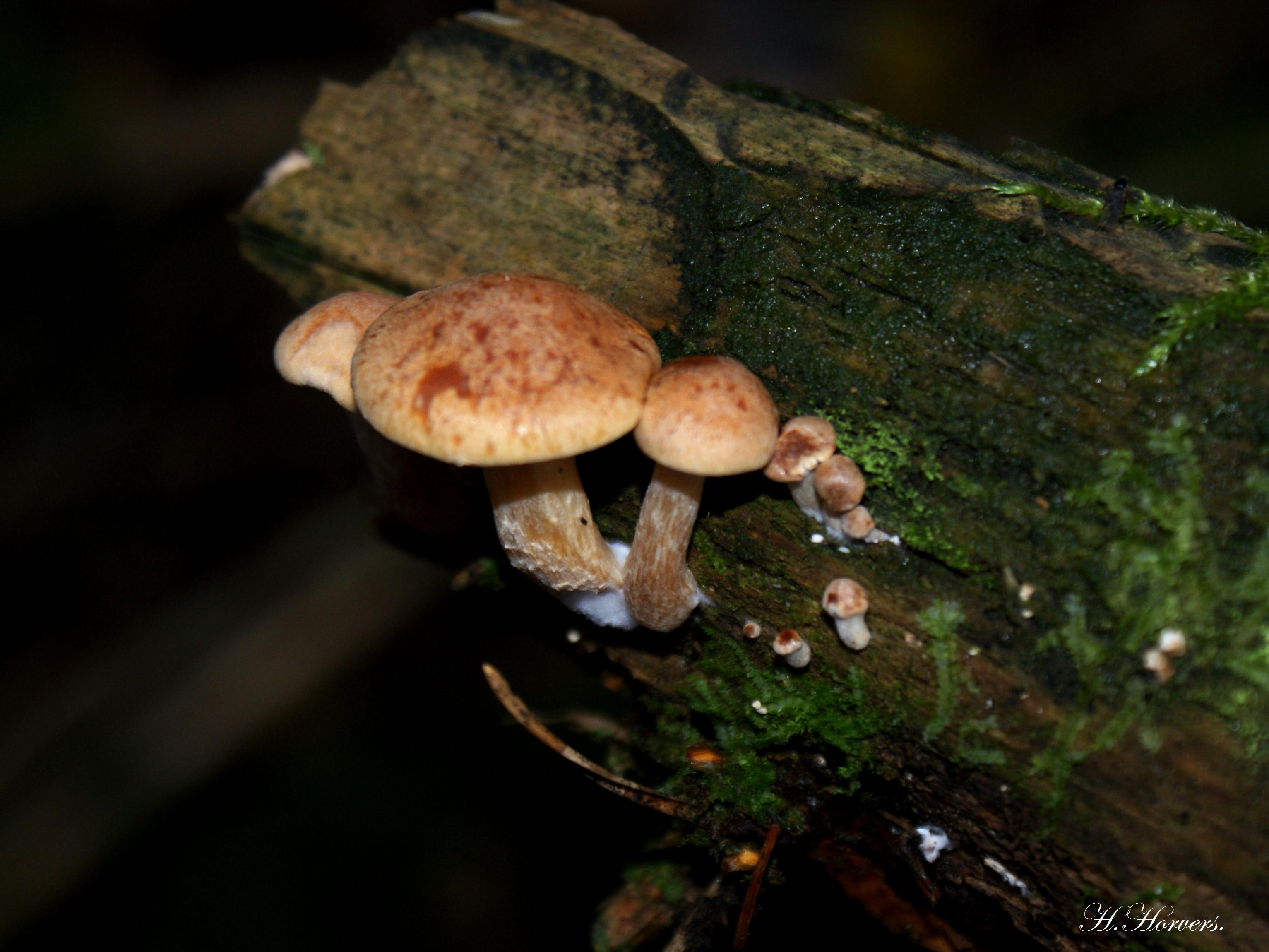 Paddestoelen  -  Zwammen 