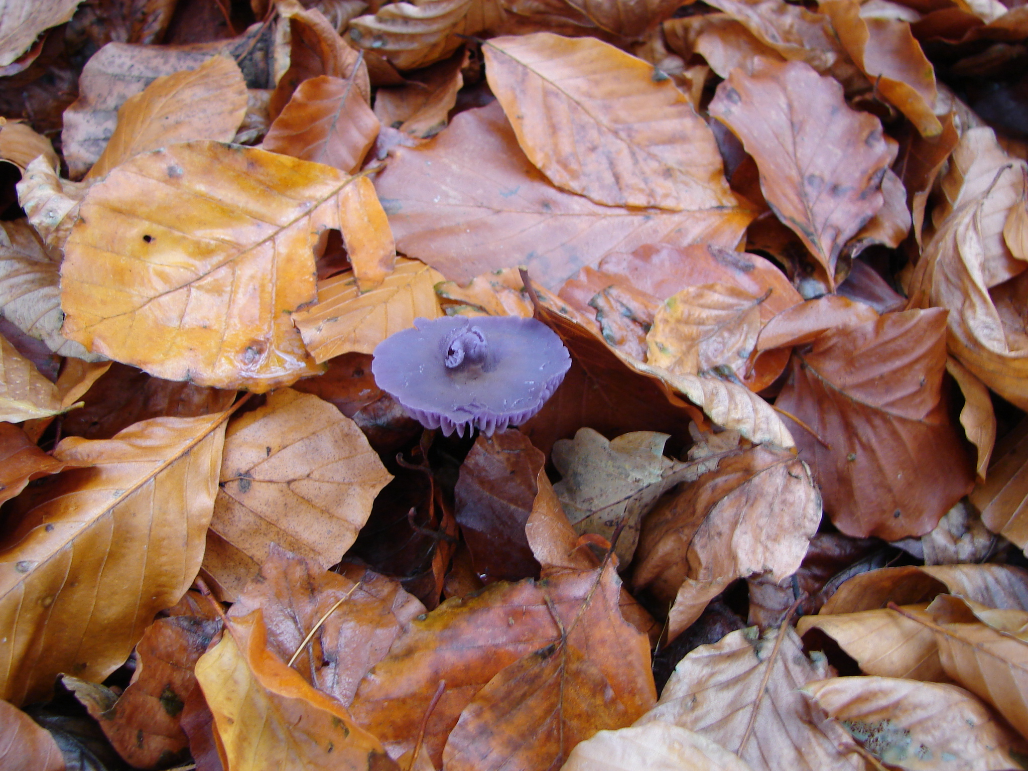 Paars van woede? Of...