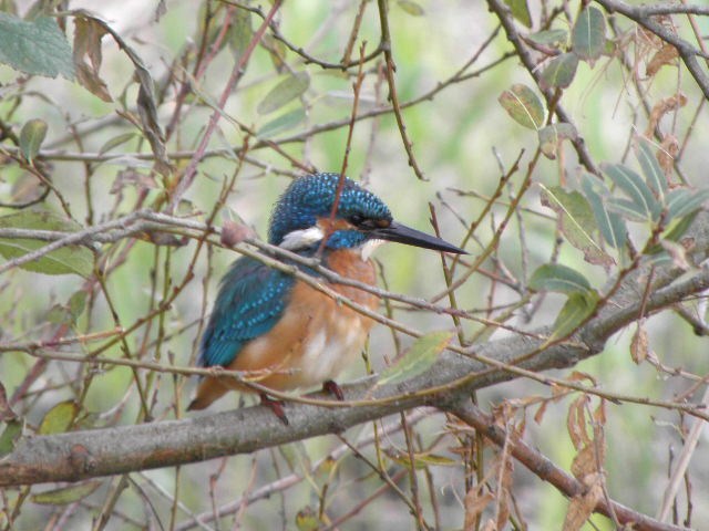 IJsvogel ingelijst in herfst-tinten