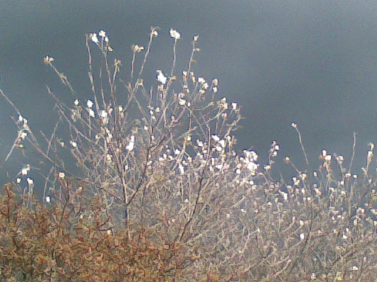 Dreigende schoonheid