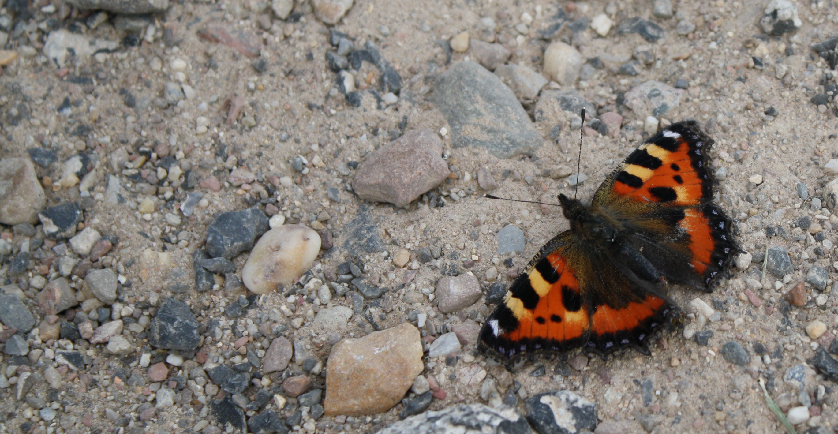 Fladder, fladder, fladder...