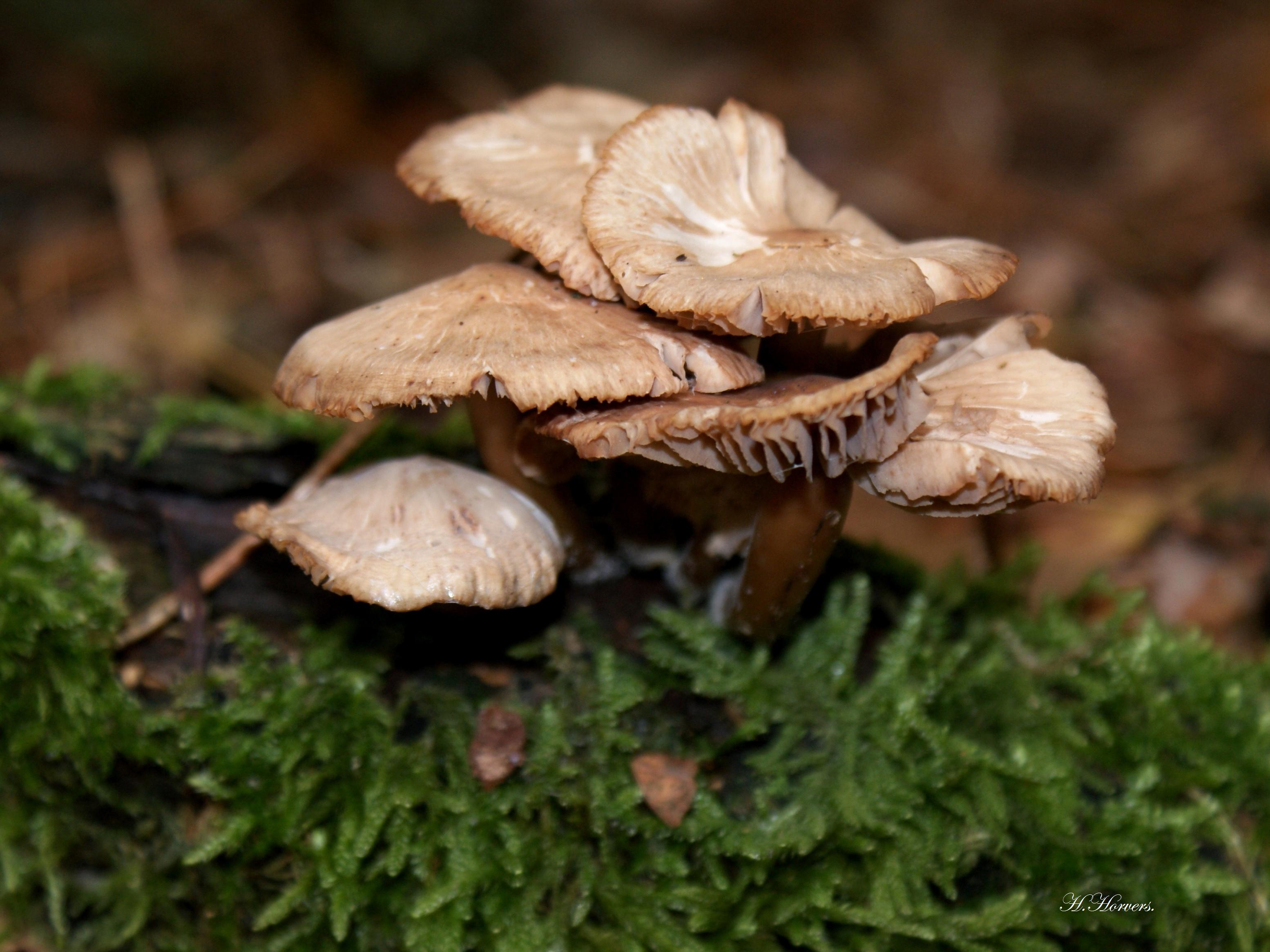 Paddestoelen - Zwammen.