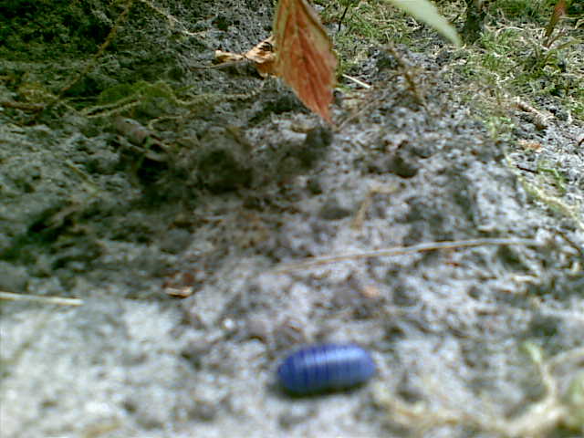 Pissebed met iridovirus