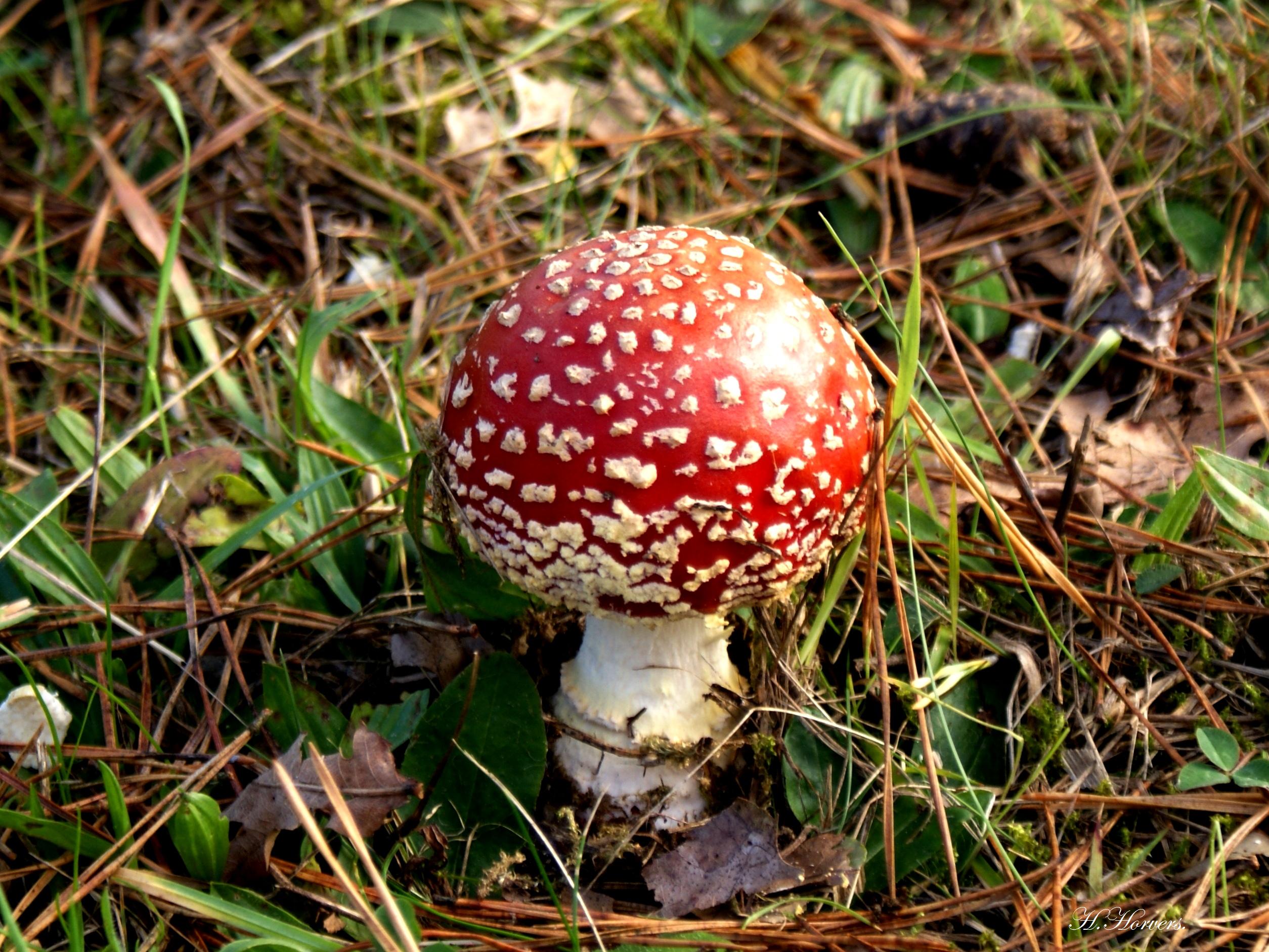 Paddestoelen - Zwammen.