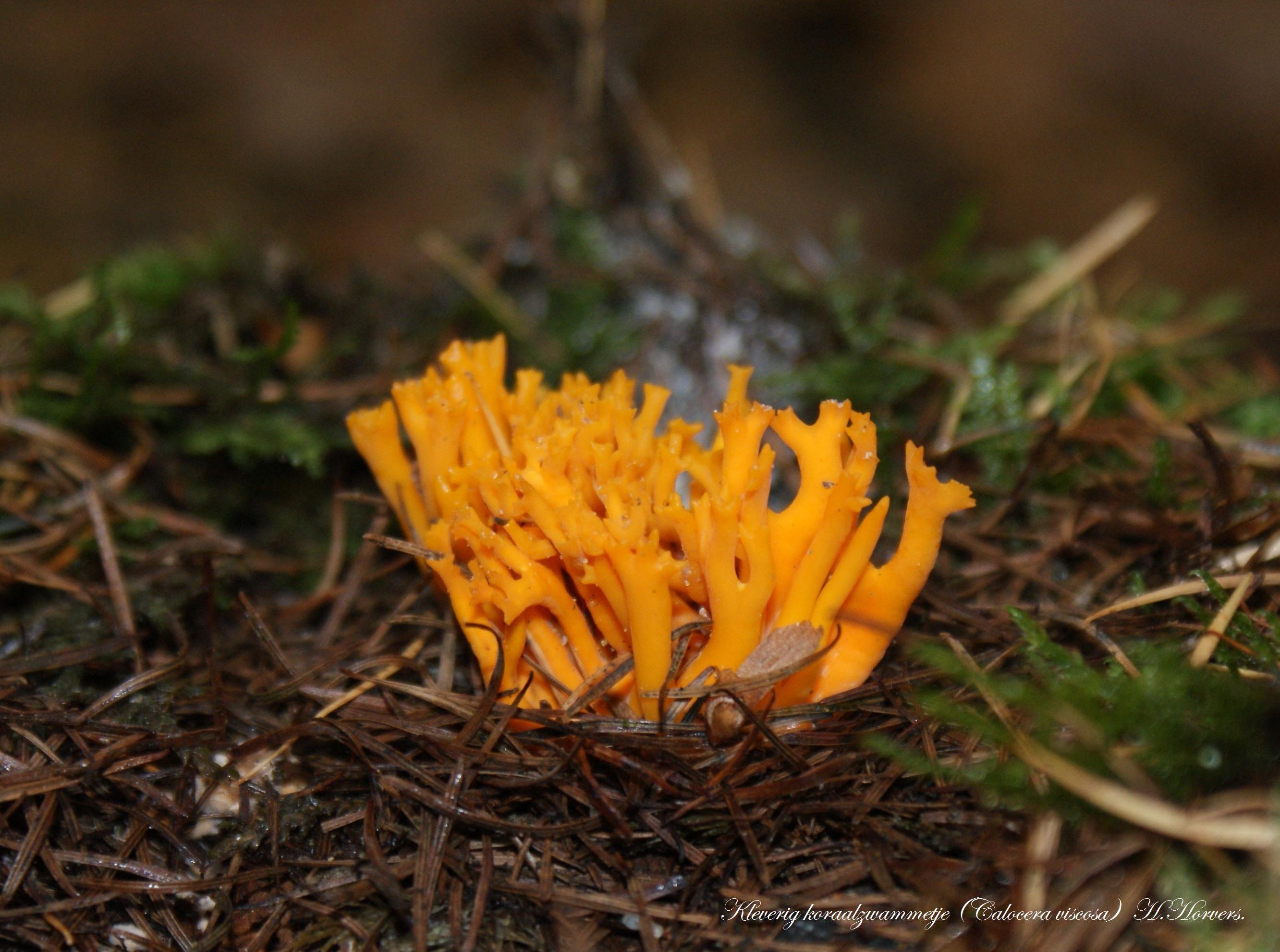 Paddestoelen - Zwammen.