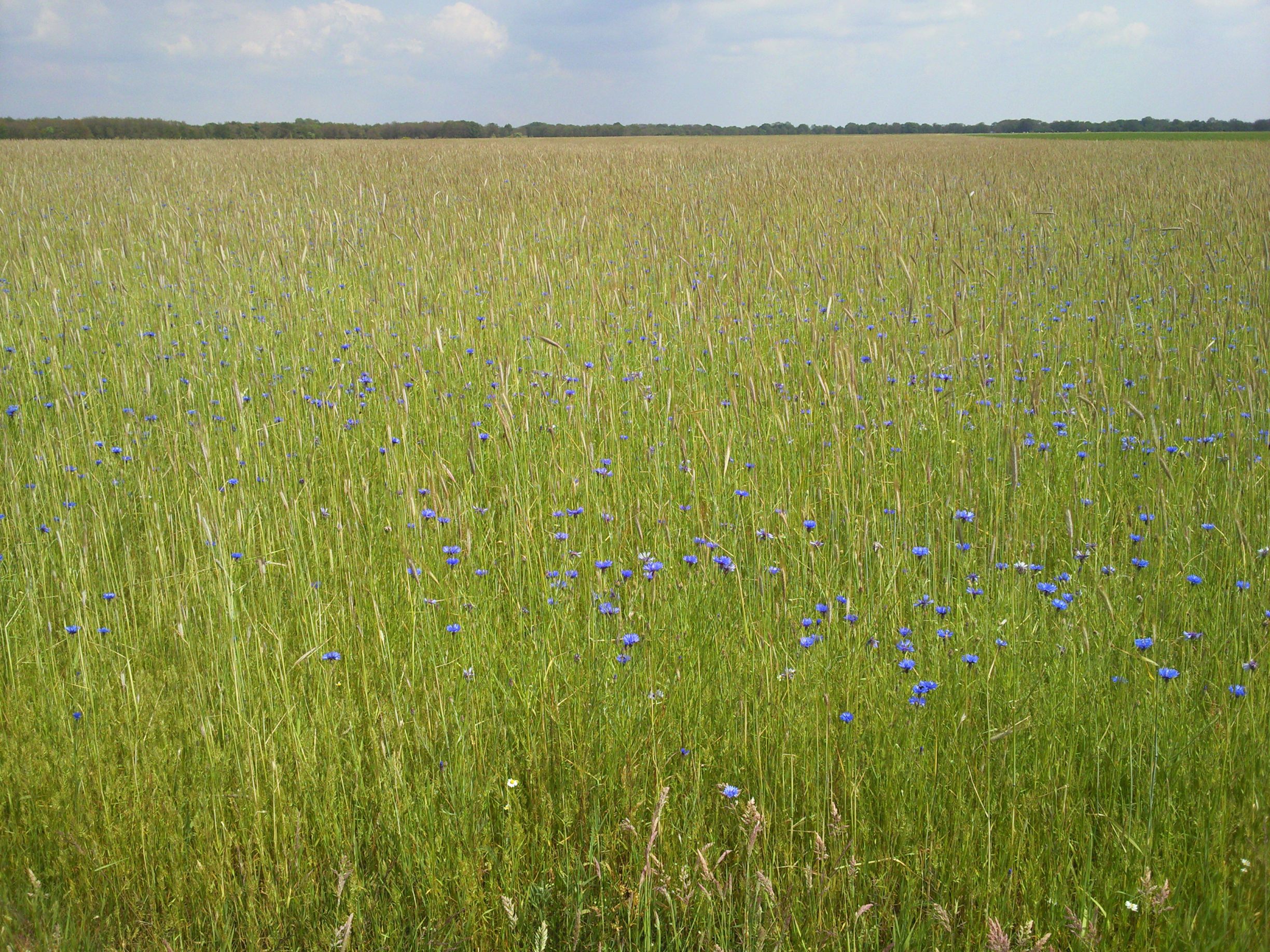 Korenbloemen