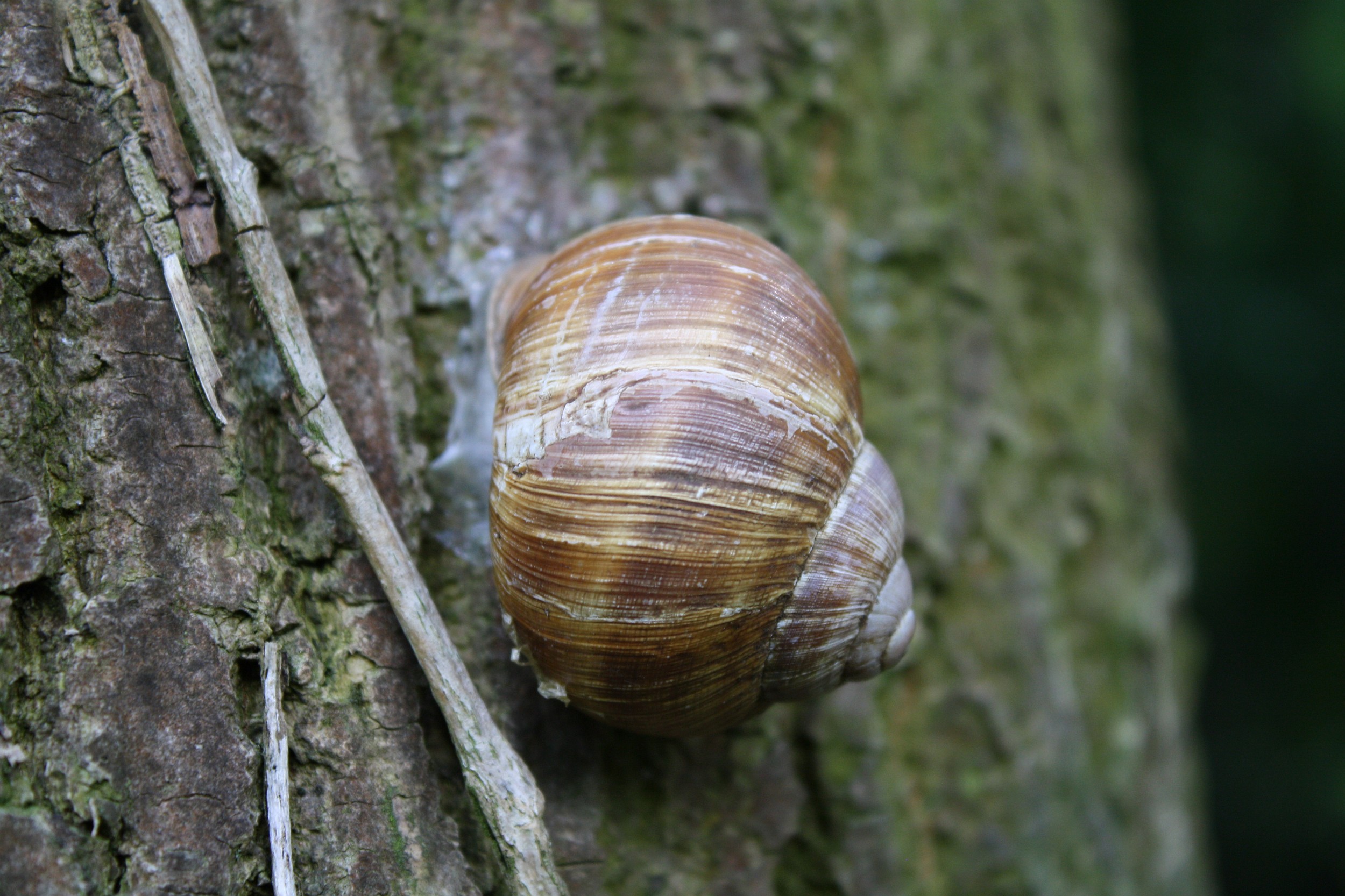 Knibbel, knabbel, knuistje...