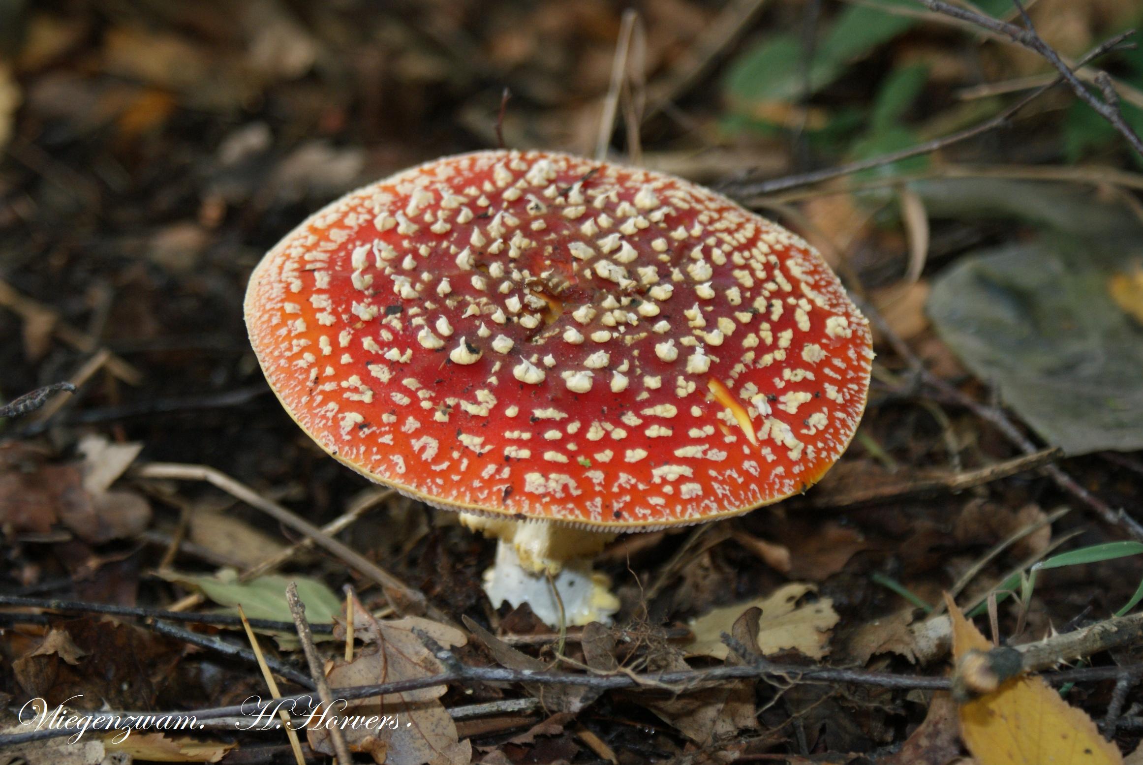 Paddestoelen - Zwammen