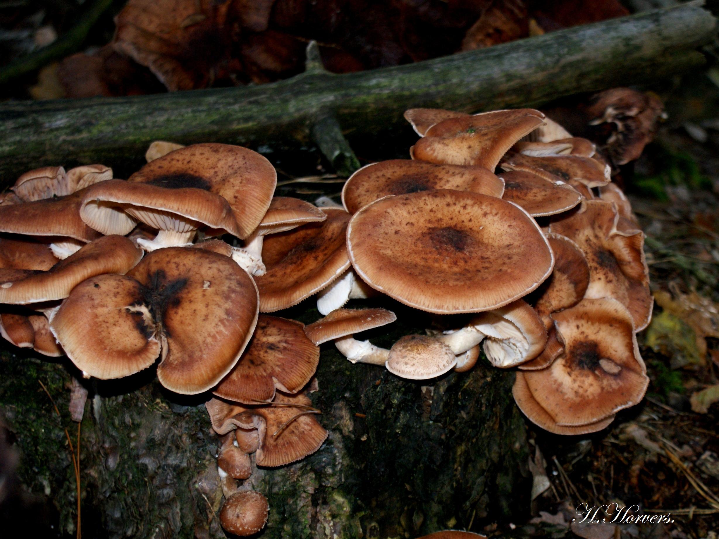 Paddestoelen  -  Zwammen 