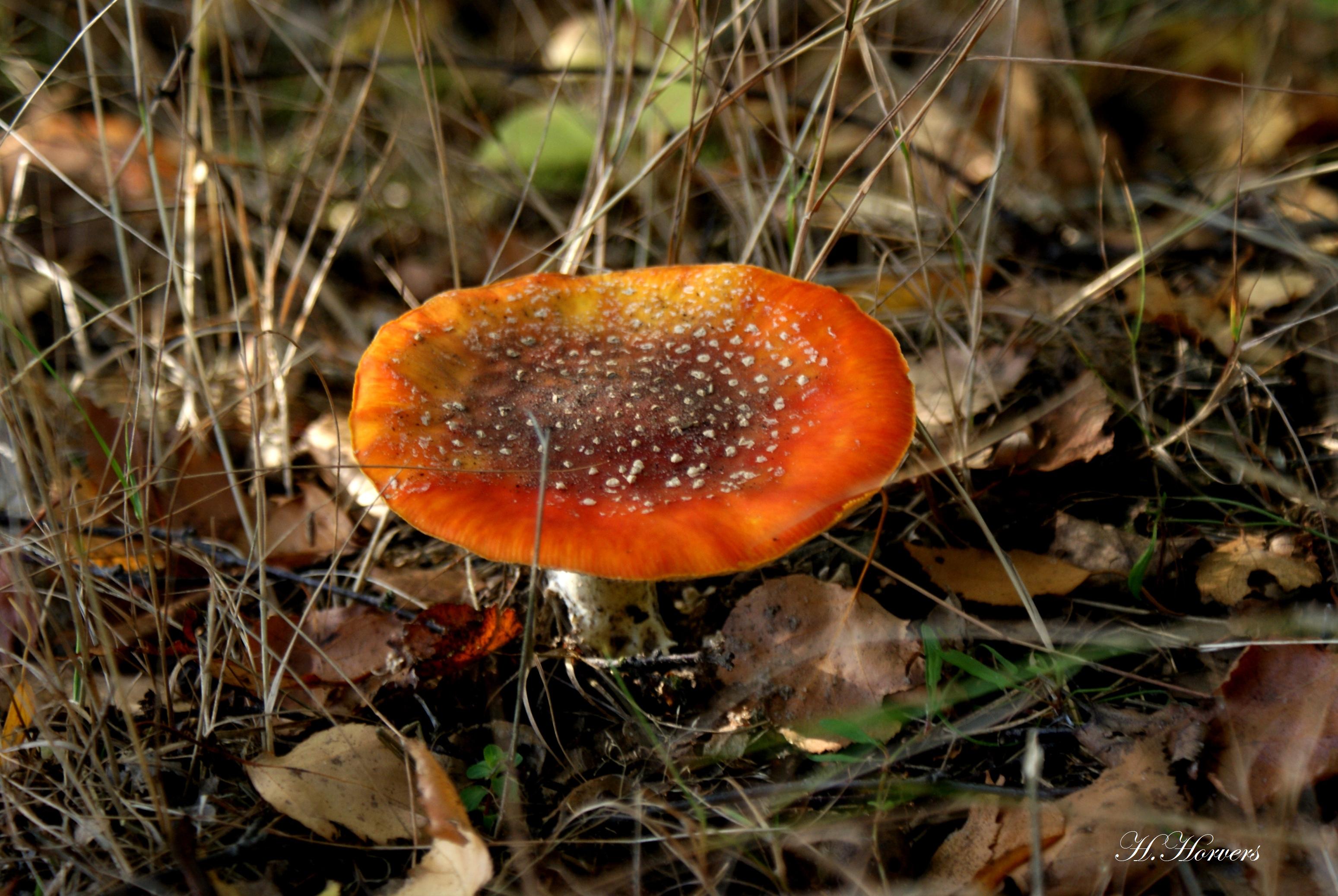 Paddestoelen - Zwammen