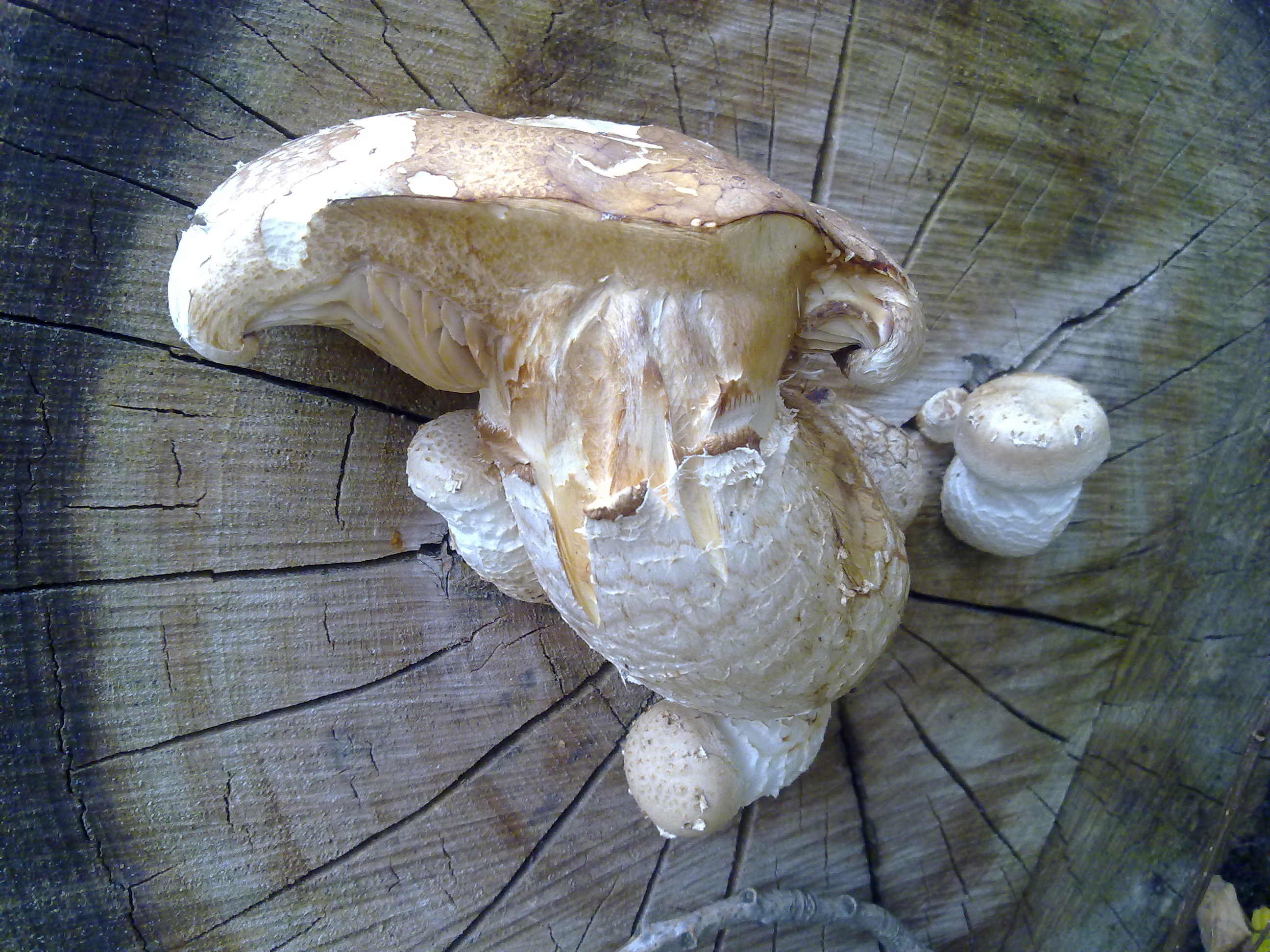 Het hart op de goede plaats..