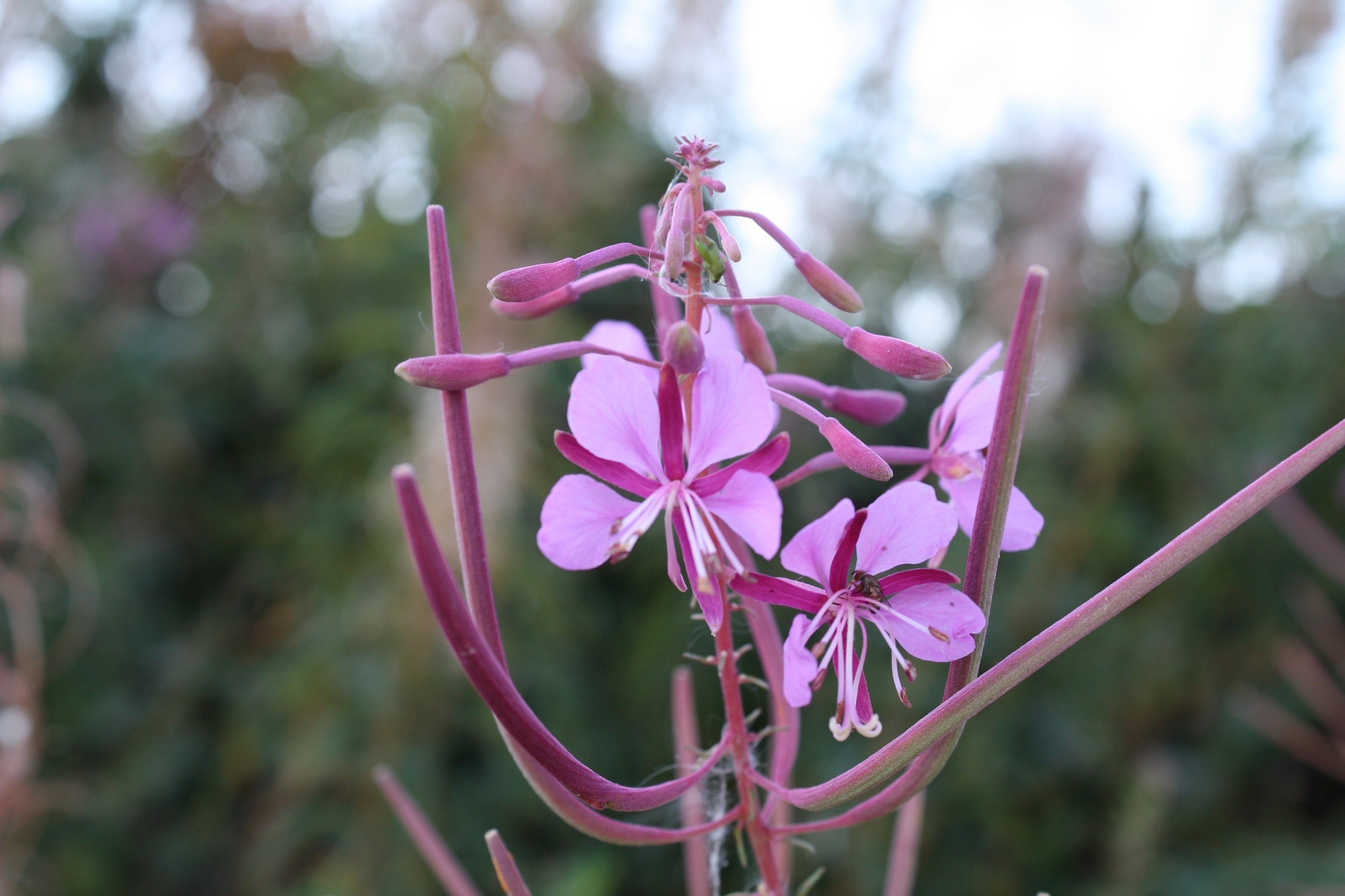 Wij worden strakjes pluizen