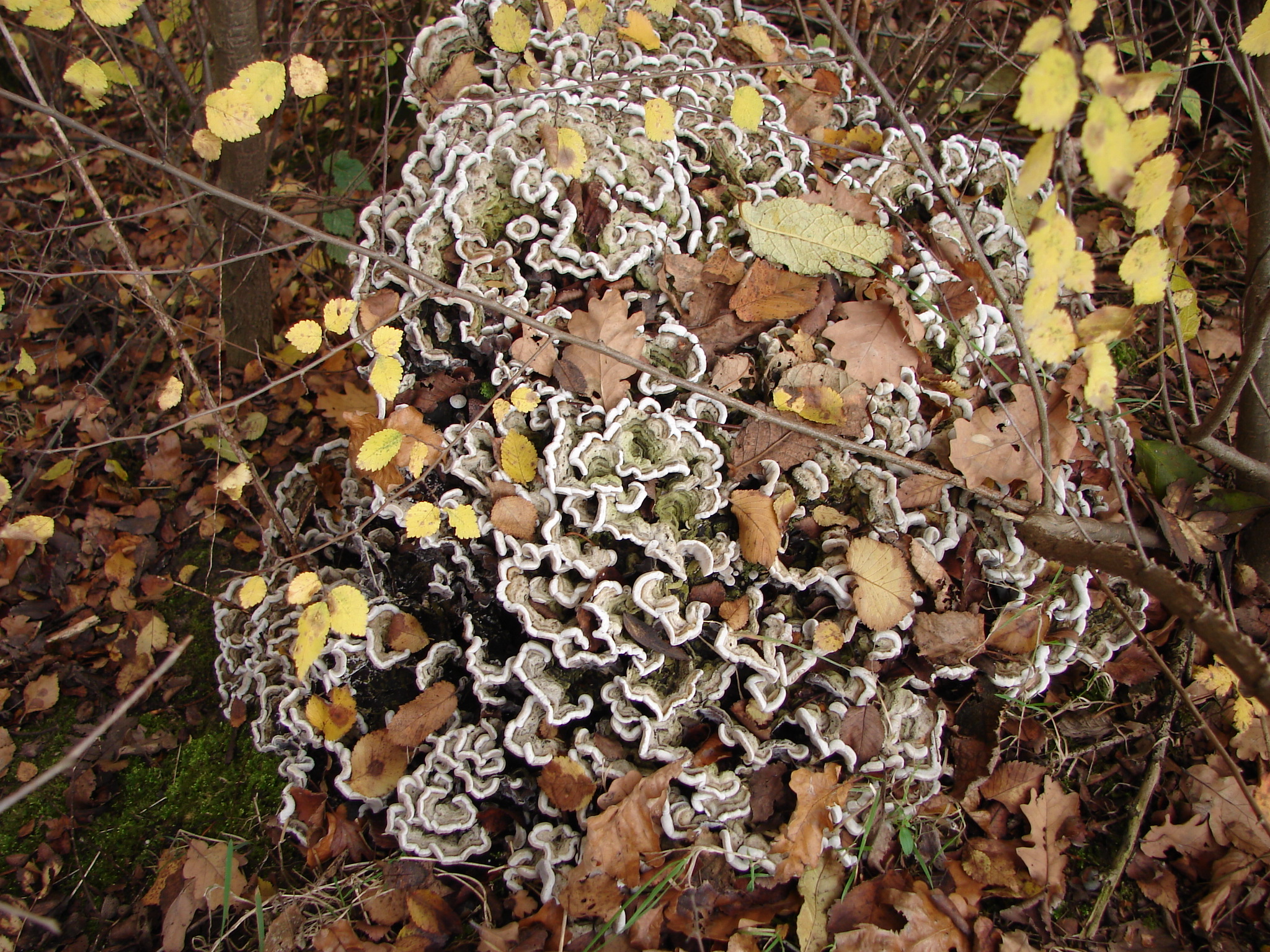 Korsten met een draadje