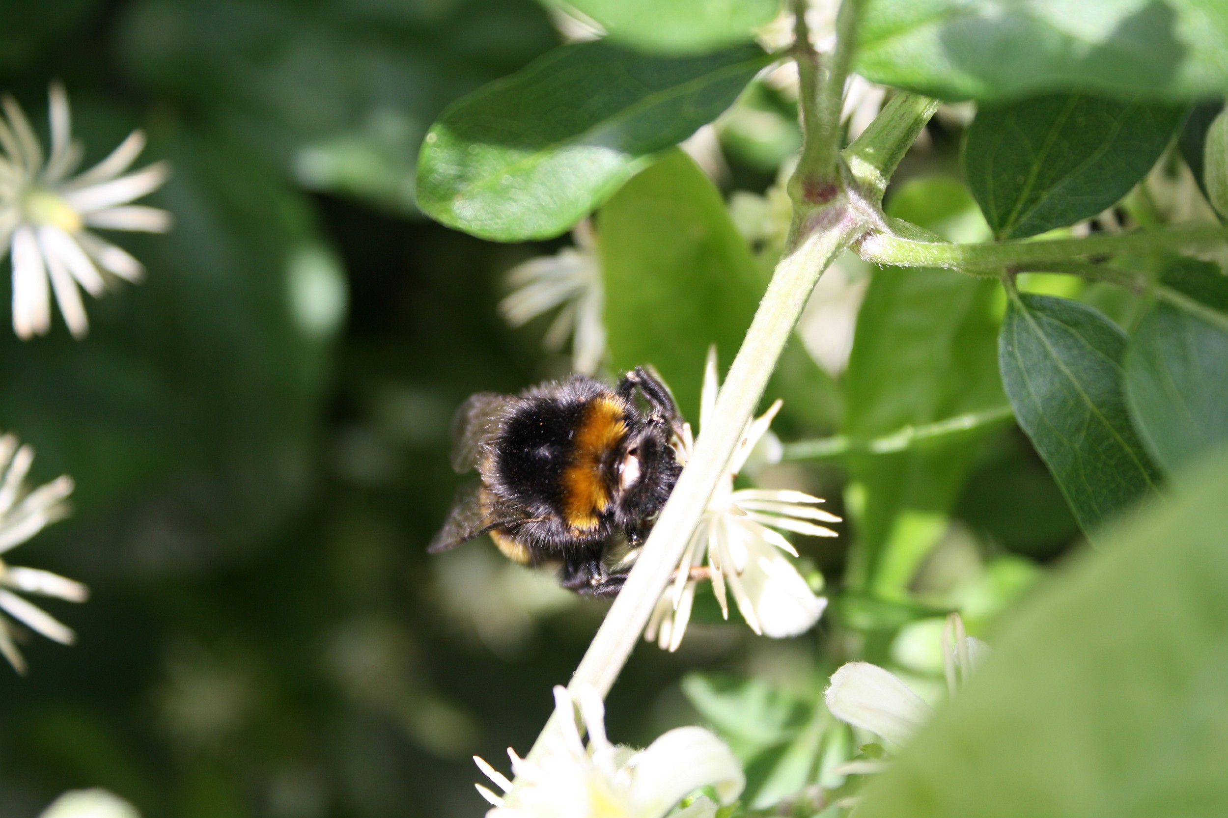 Hommel op bermbloem