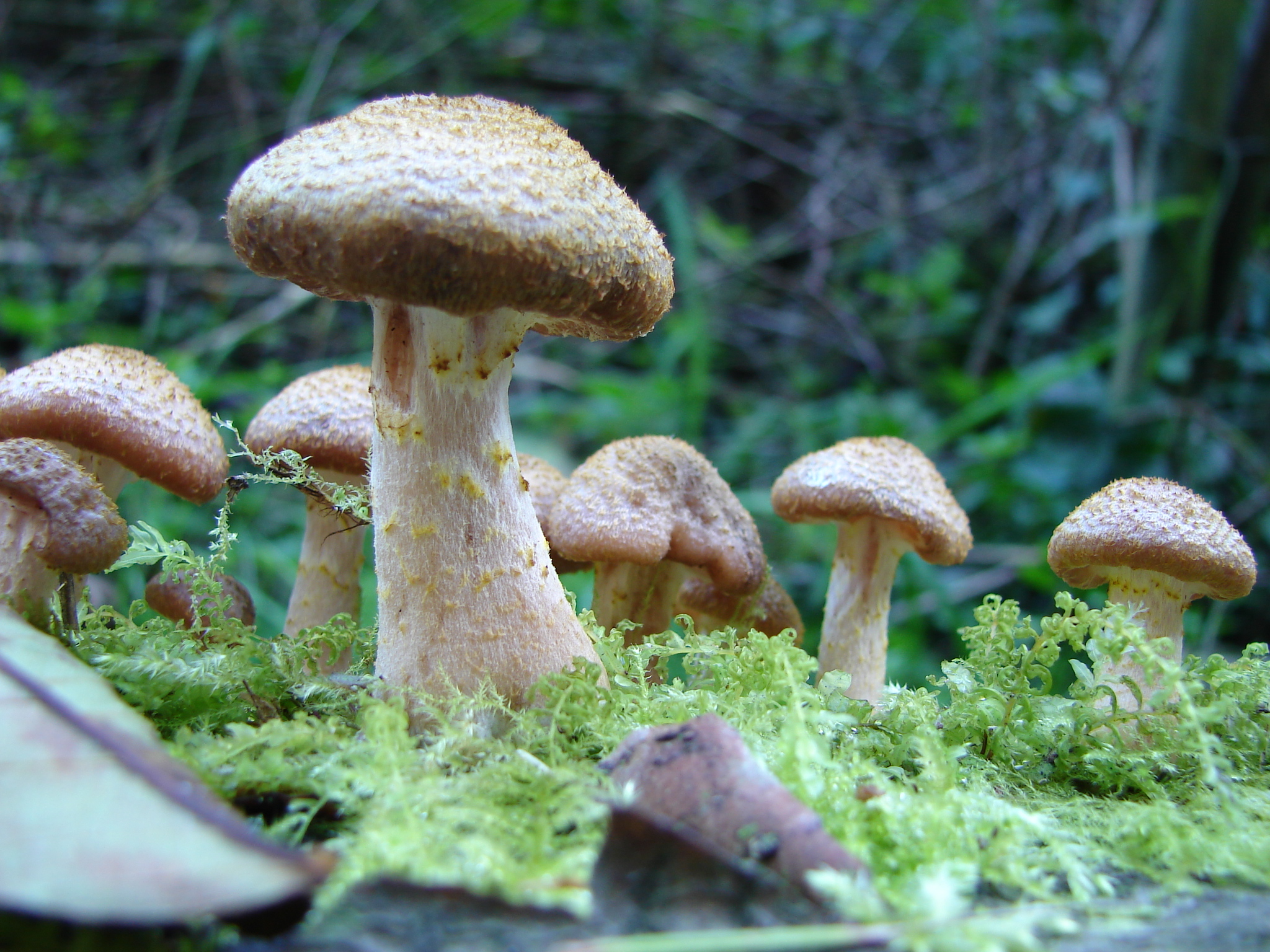 We maken hem wel eventjes huzaar