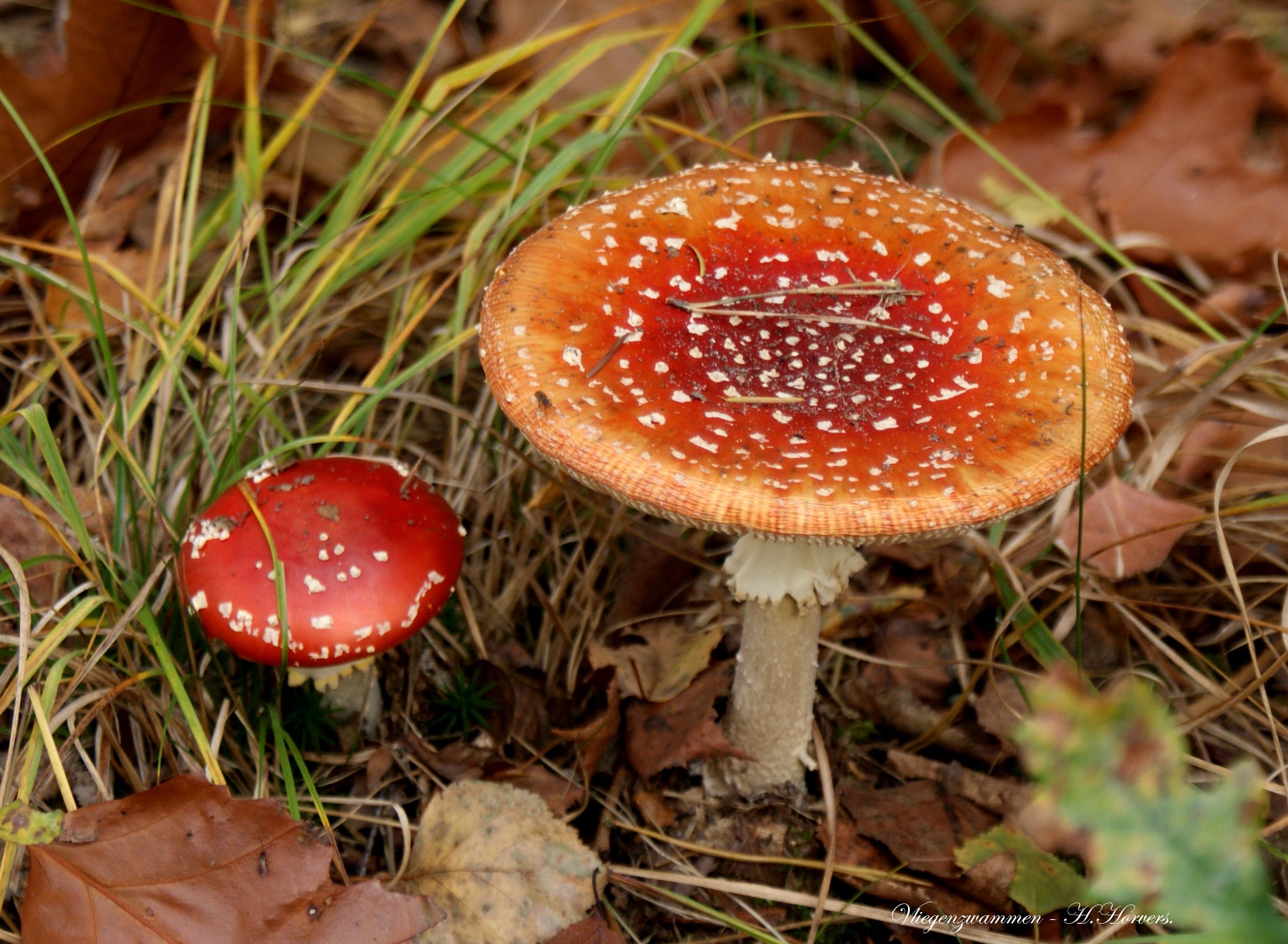 Paddestoelen - Zwammen.