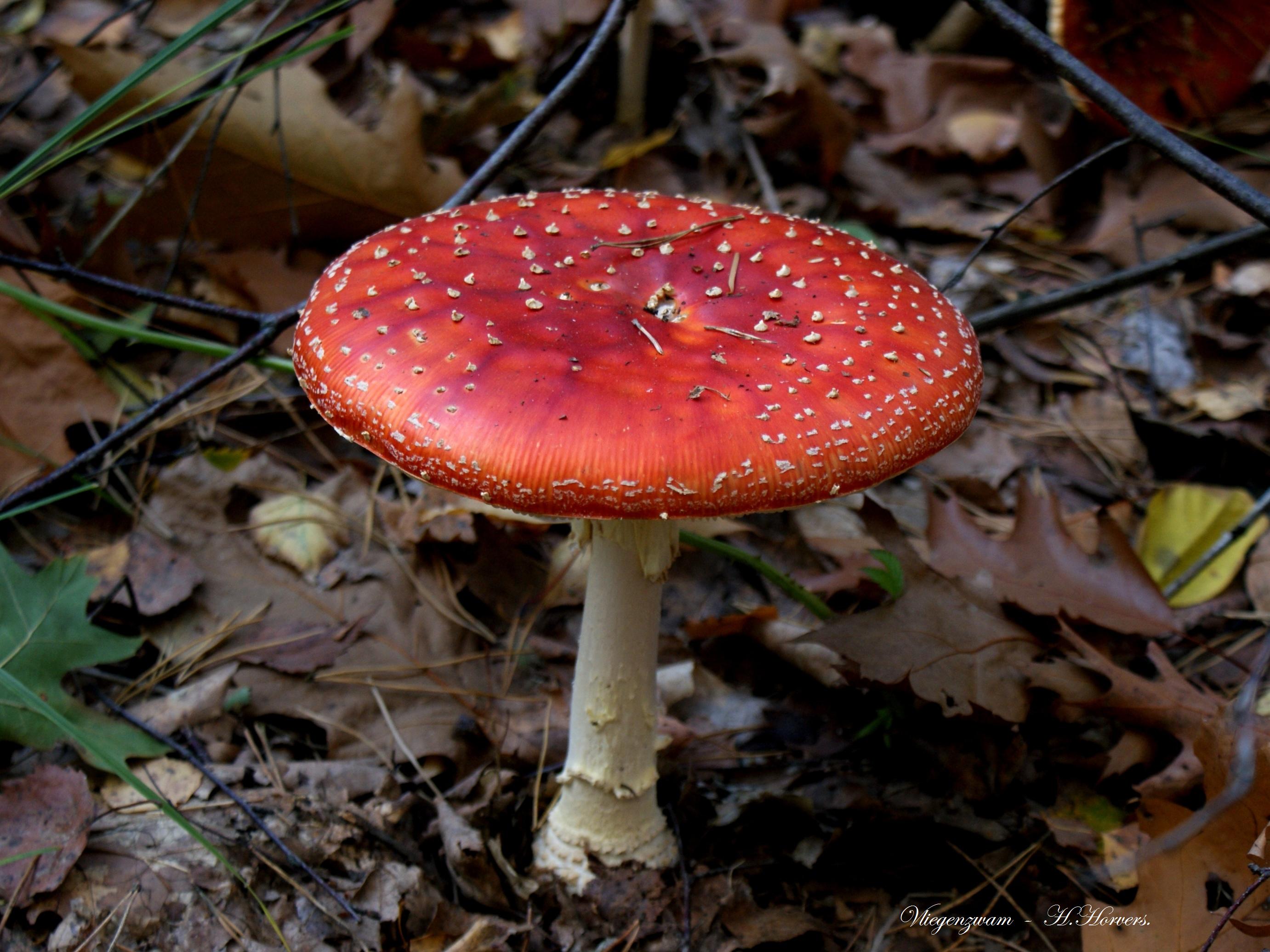 Paddestoelen - Zwammen.