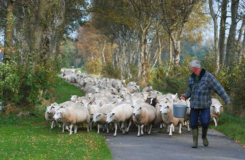 Schapen verweiden