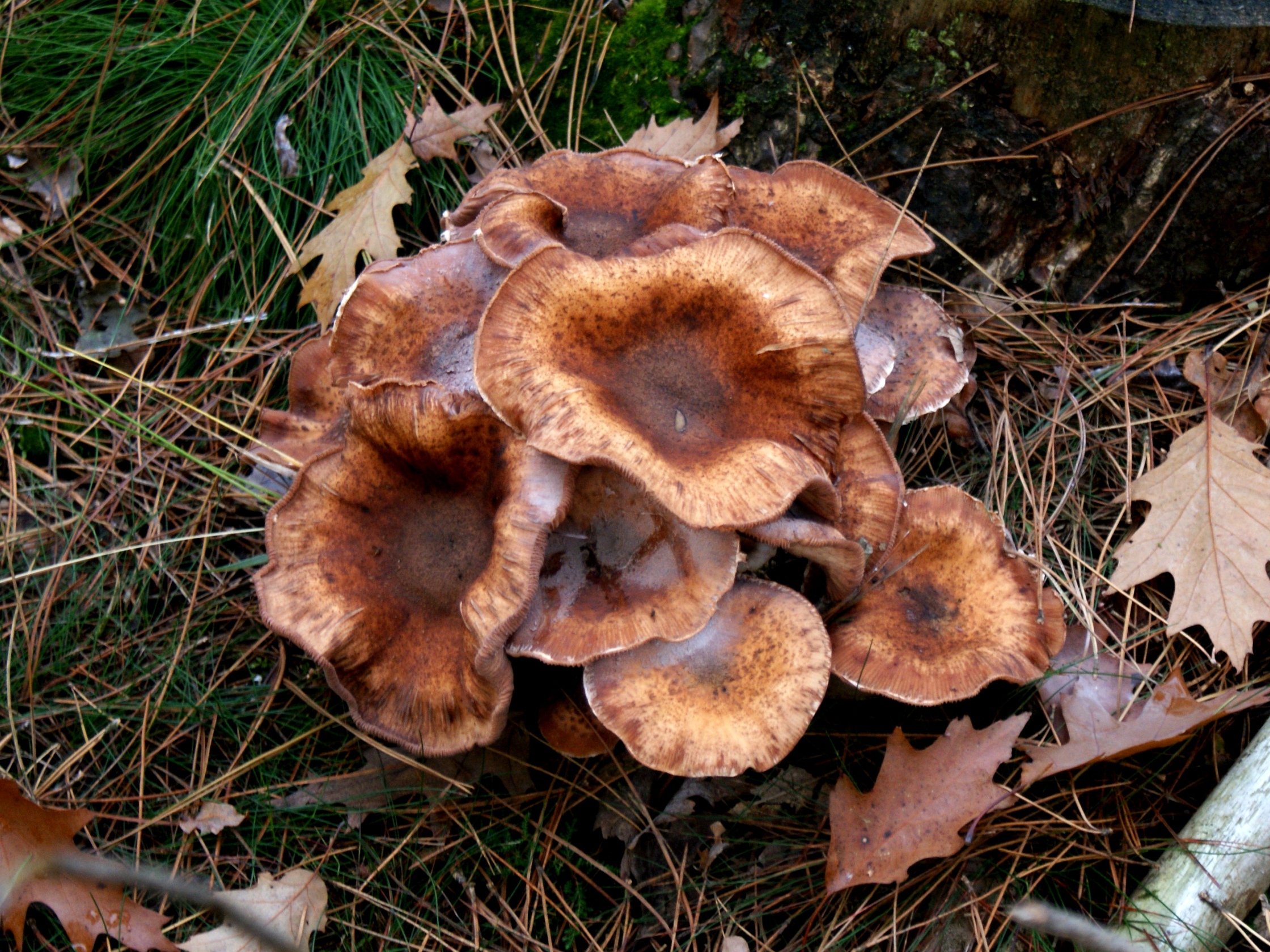 Paddestoelen - Zwammen.
