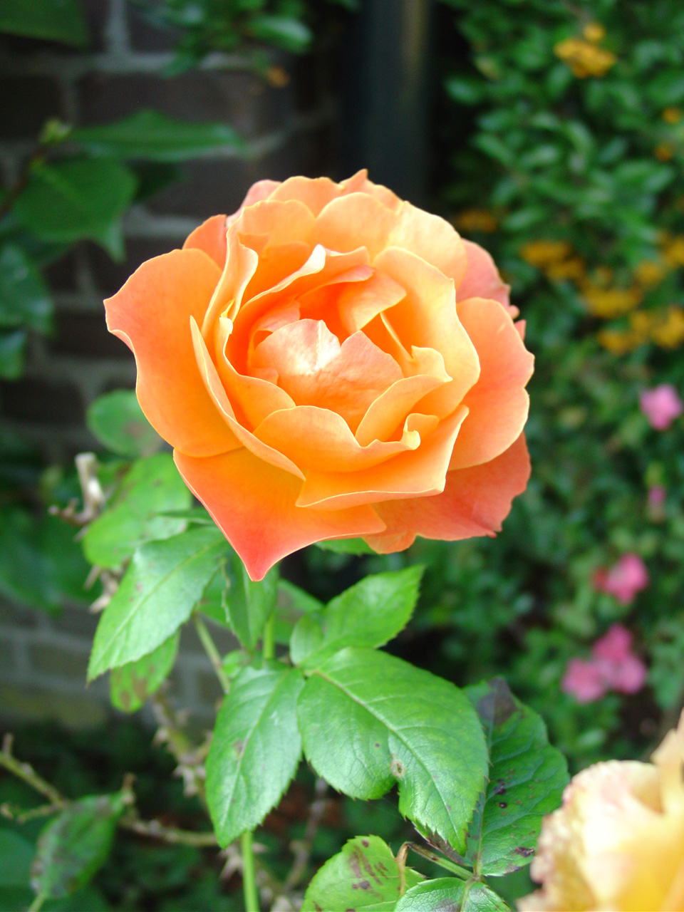 een van de laatste bloeiende rozen in de tuin