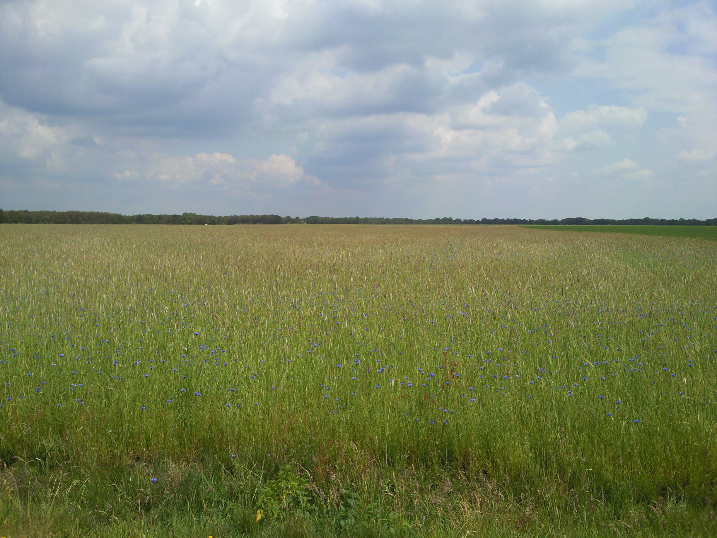 Holtinge I
