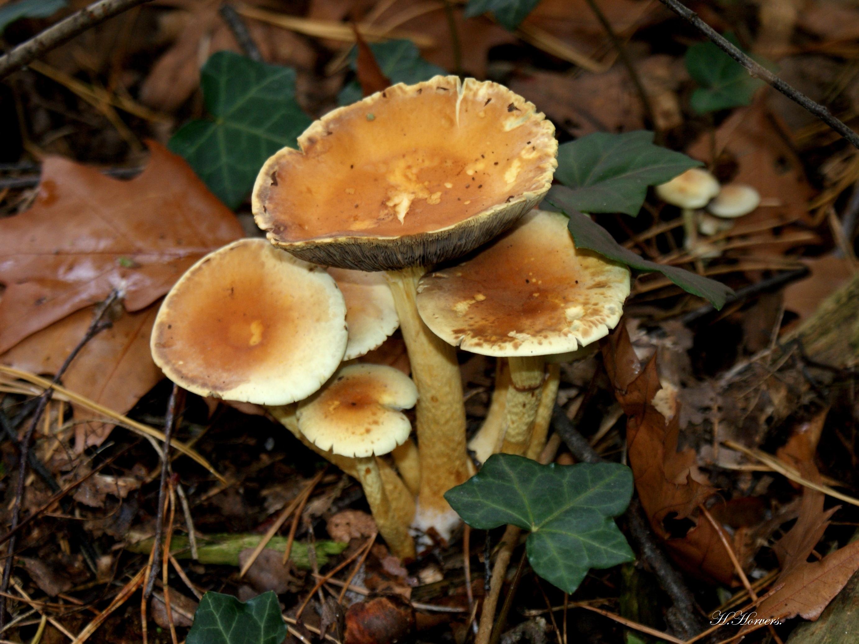 Paddestoelen - Zwammen.