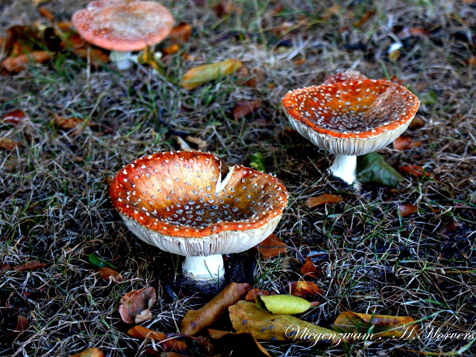 Paddestoelen - Zwammen.