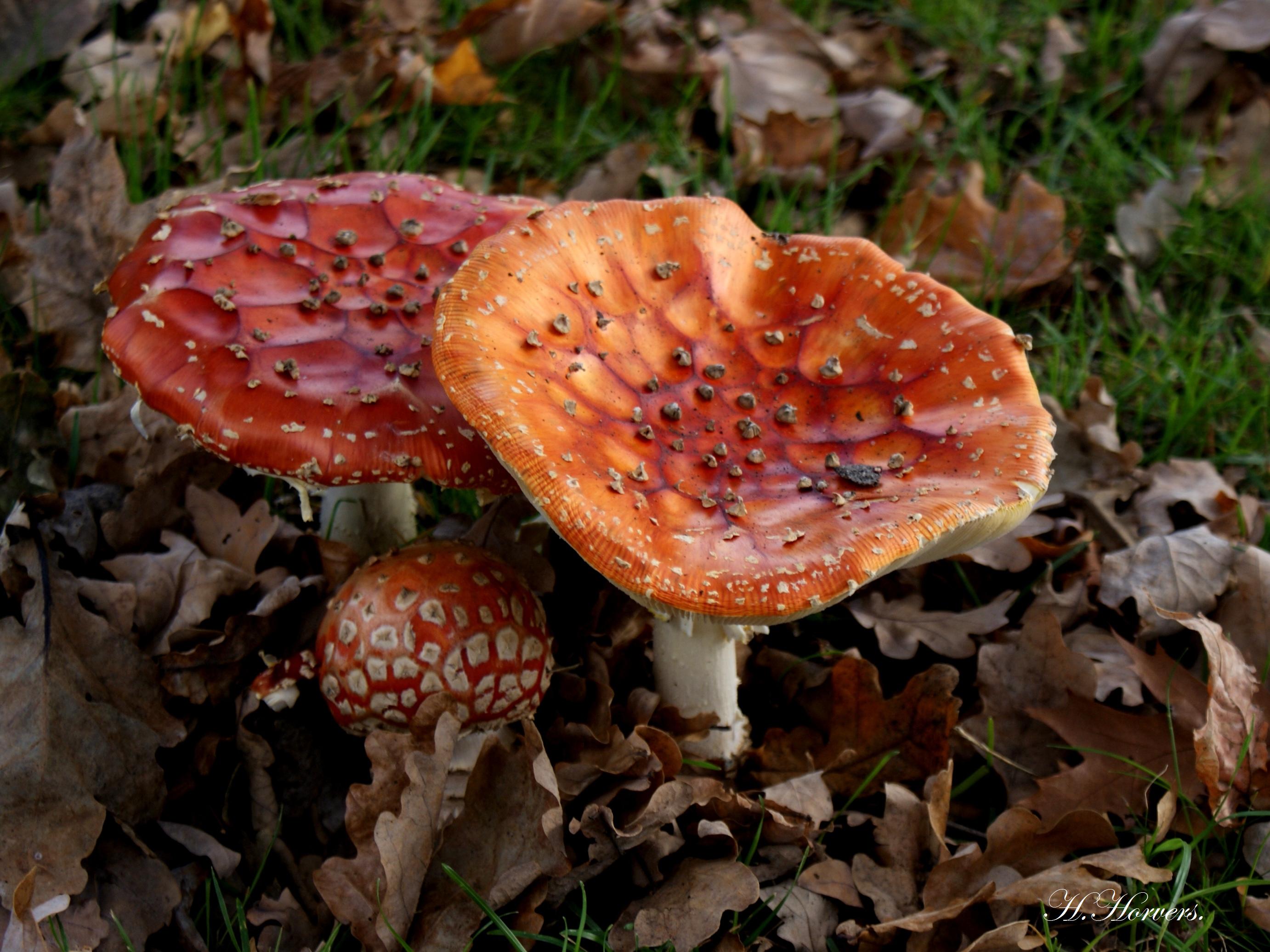 Paddestoelen - Zwammen