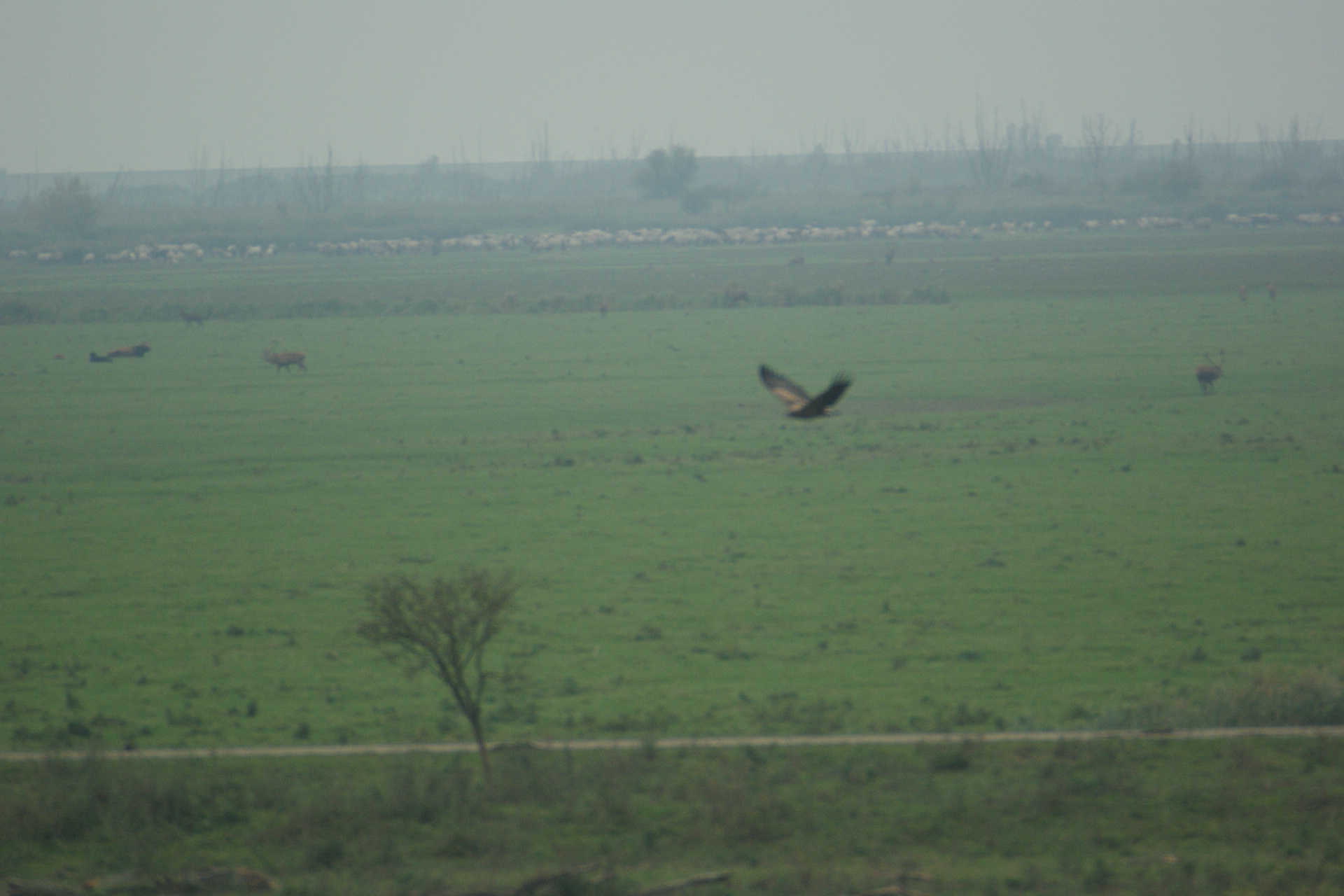 zeearend boven Oostvaardersplassen