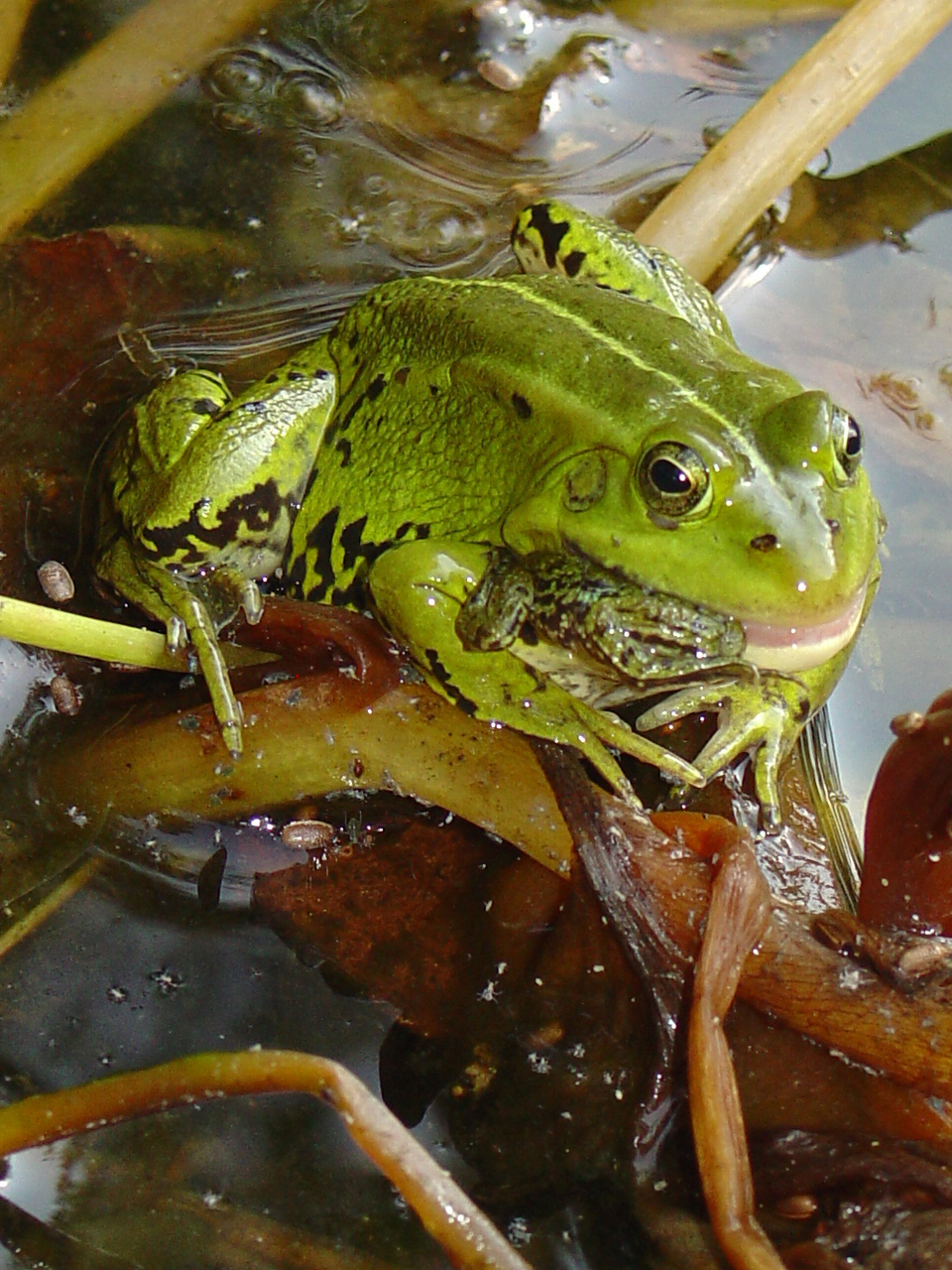 kanibalisme in mijn achtertuin